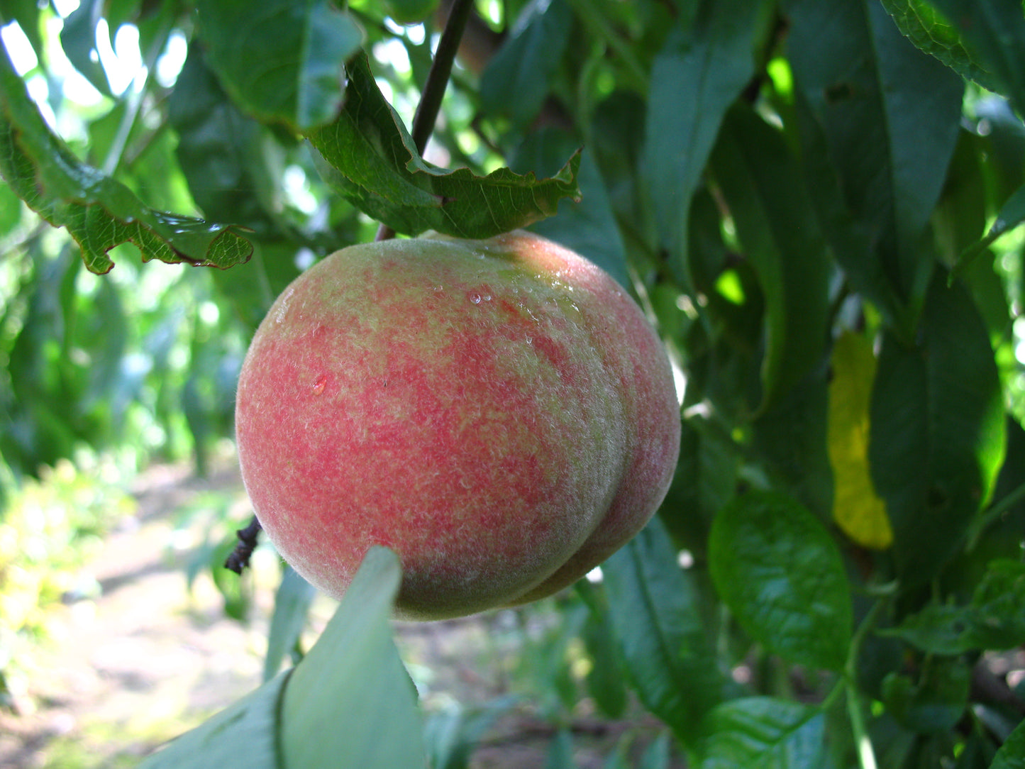 Pfirsich Kernechter vom Vorgebirge robuste Sorte