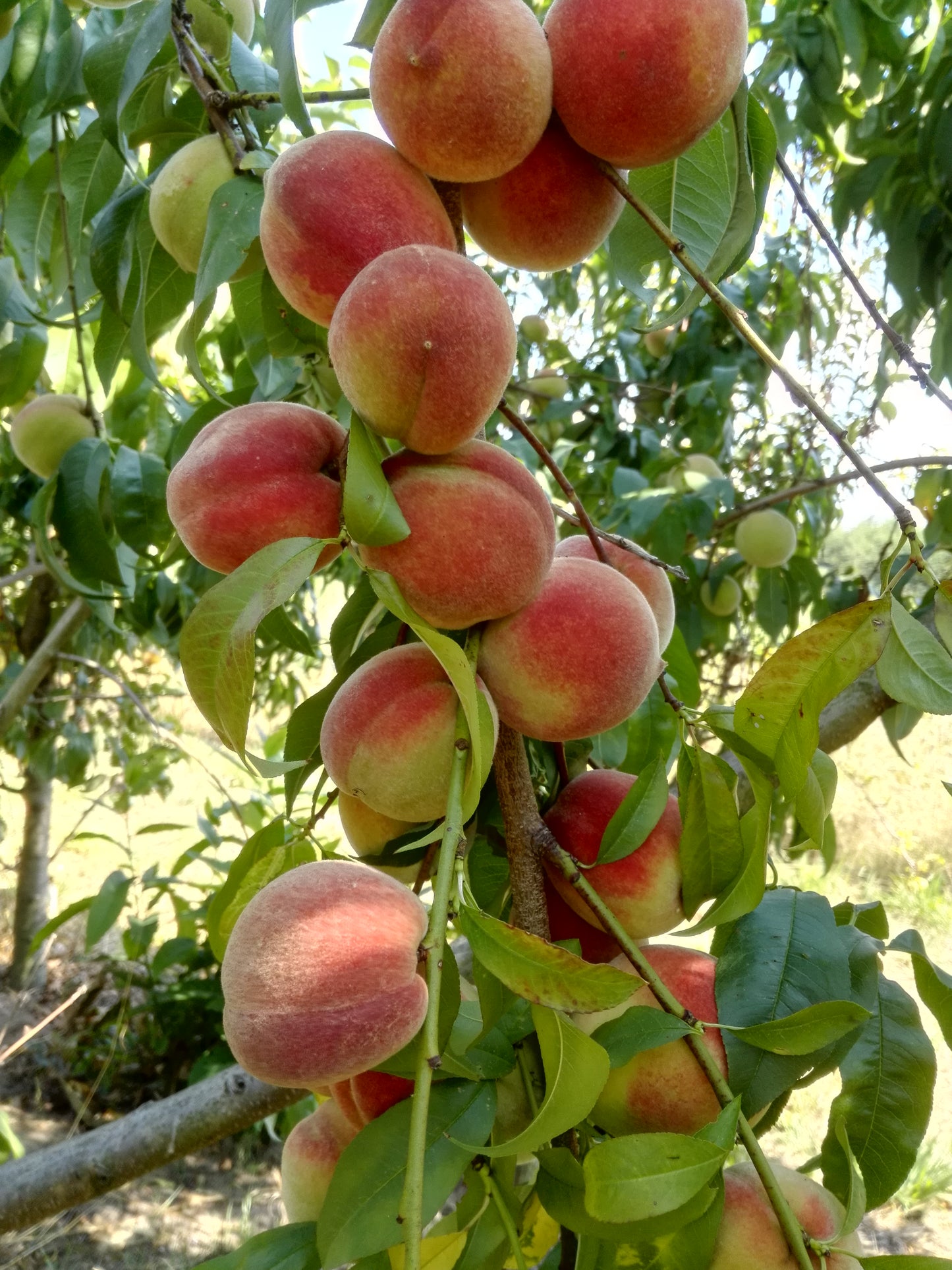 Pfirsich Anneliese Rudolph