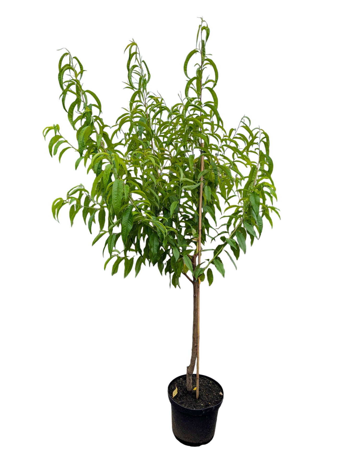 Pfirsich Suncrest