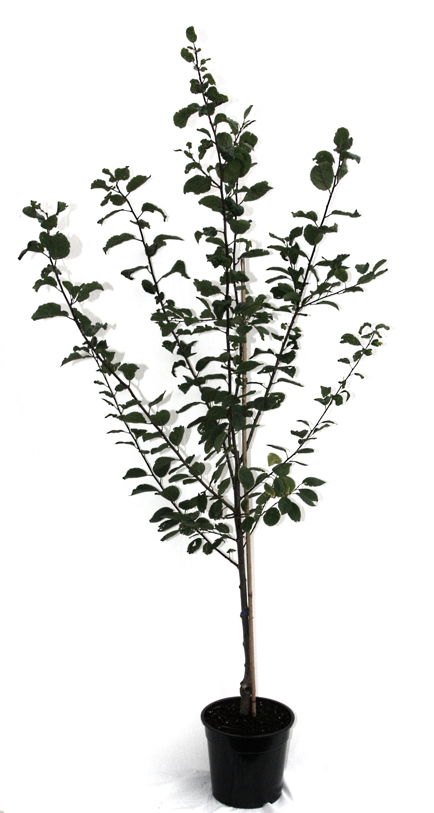 Frühzwetschge ‘Wangenheim' ertragreiche Zwetschgensorte | Pflegeleicht für Garten