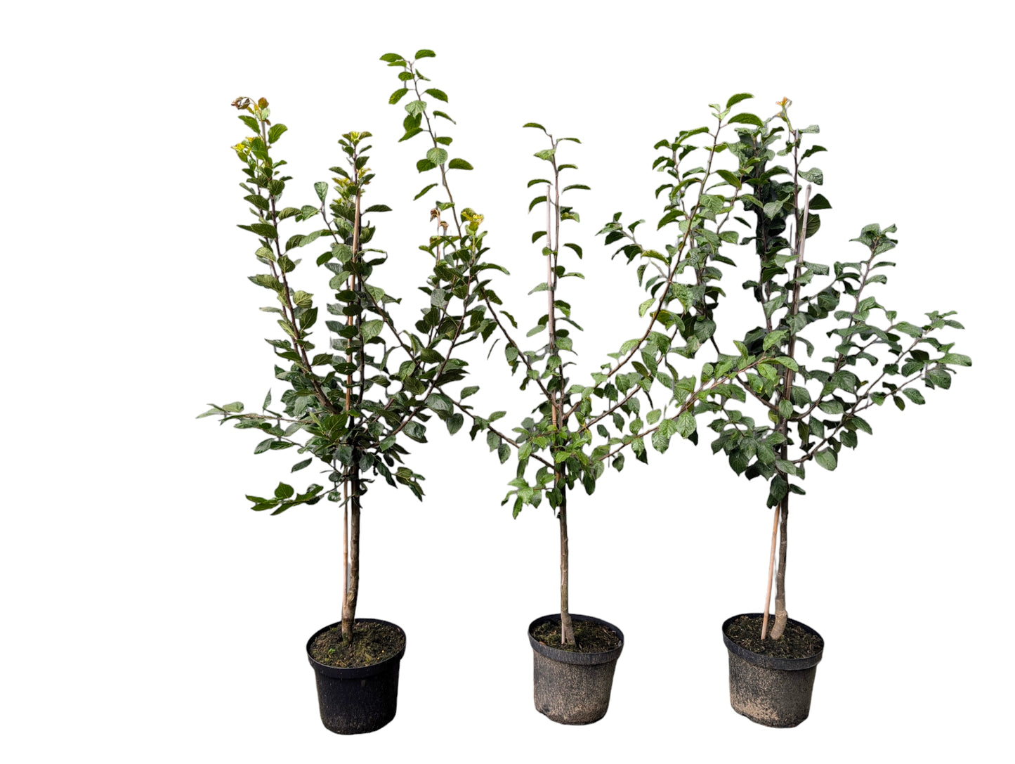 Zwetsche "Fellenberg"