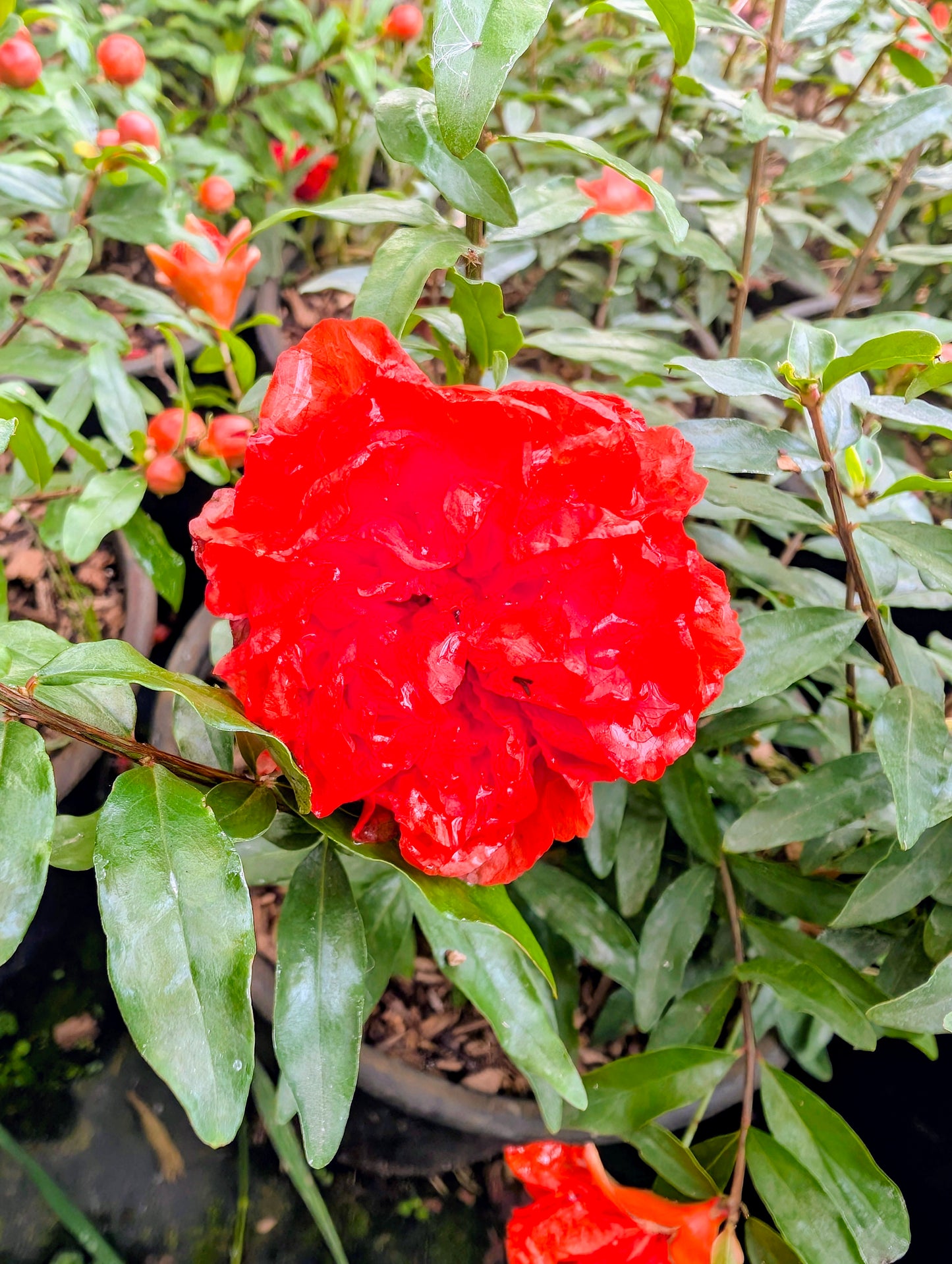 Punica granatum ‘Chico’ – Zwerg-Granatapfel 🌿 kleinbleibend | Blüten & Früchte