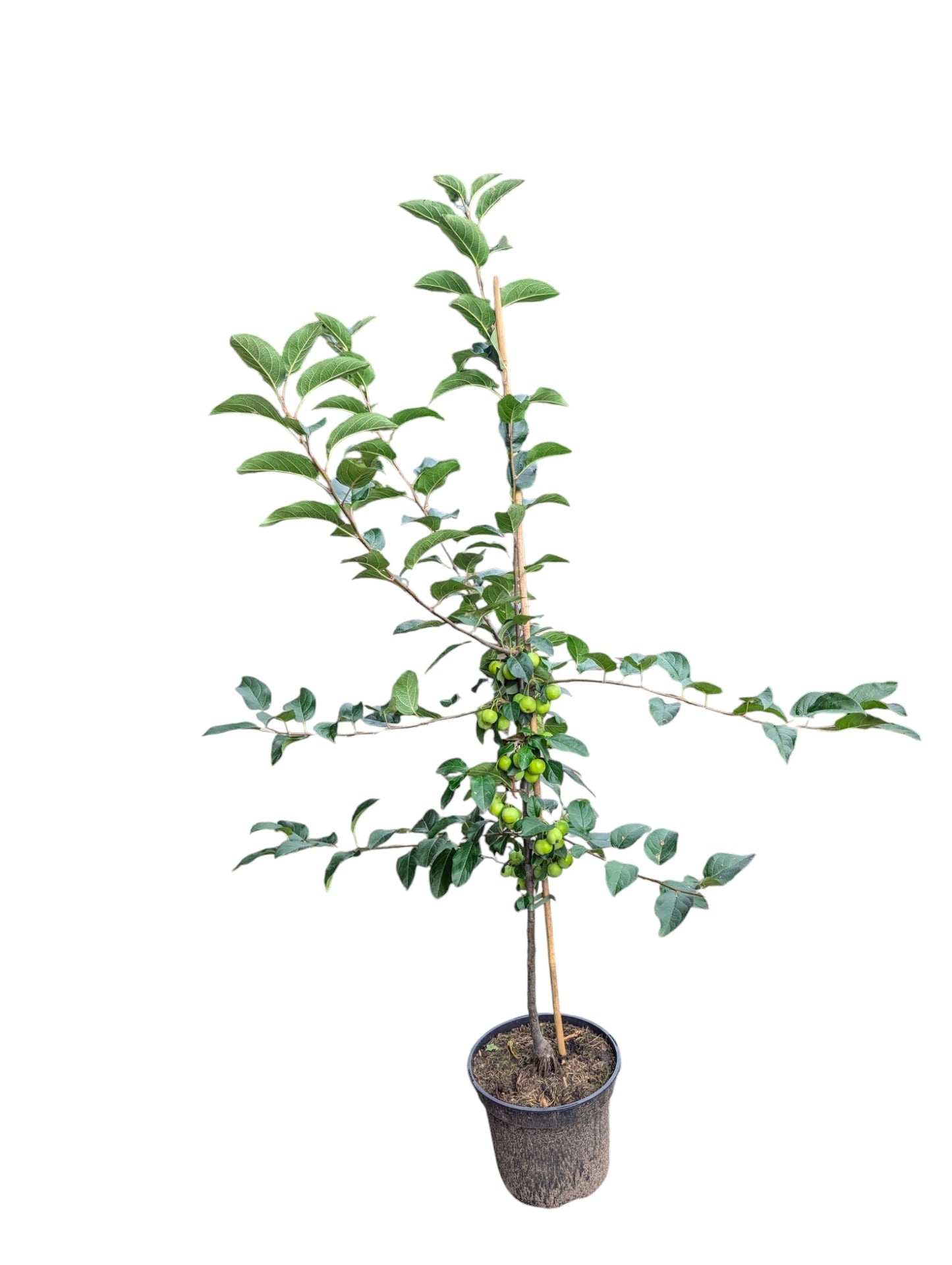 Zierapfel Malus domestica 'Red Sentinel'