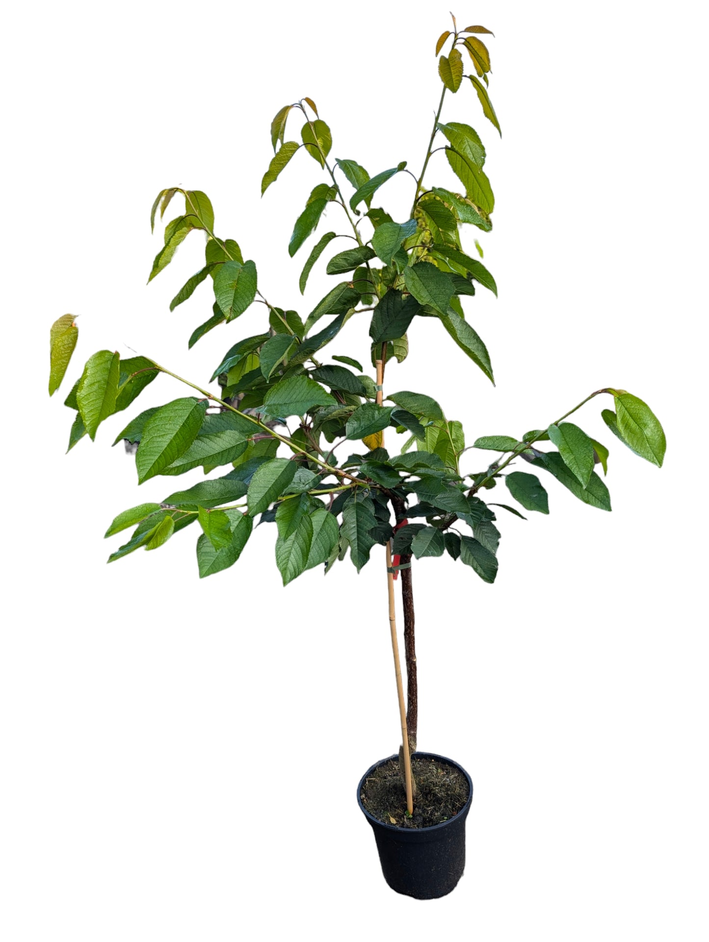 Süßkirsche ‘Regina’ – Kirschbaum im Topf | Robuste Sorte | Reichtragend & Spätblühend