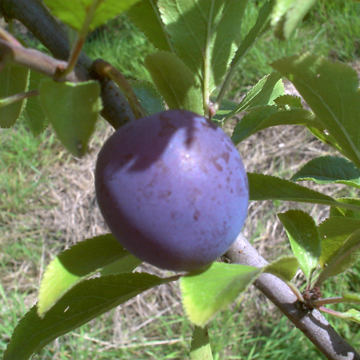 Duo-Baum 'Bunte Kirschpflaume Milanka' / Schlehe 'Reto'