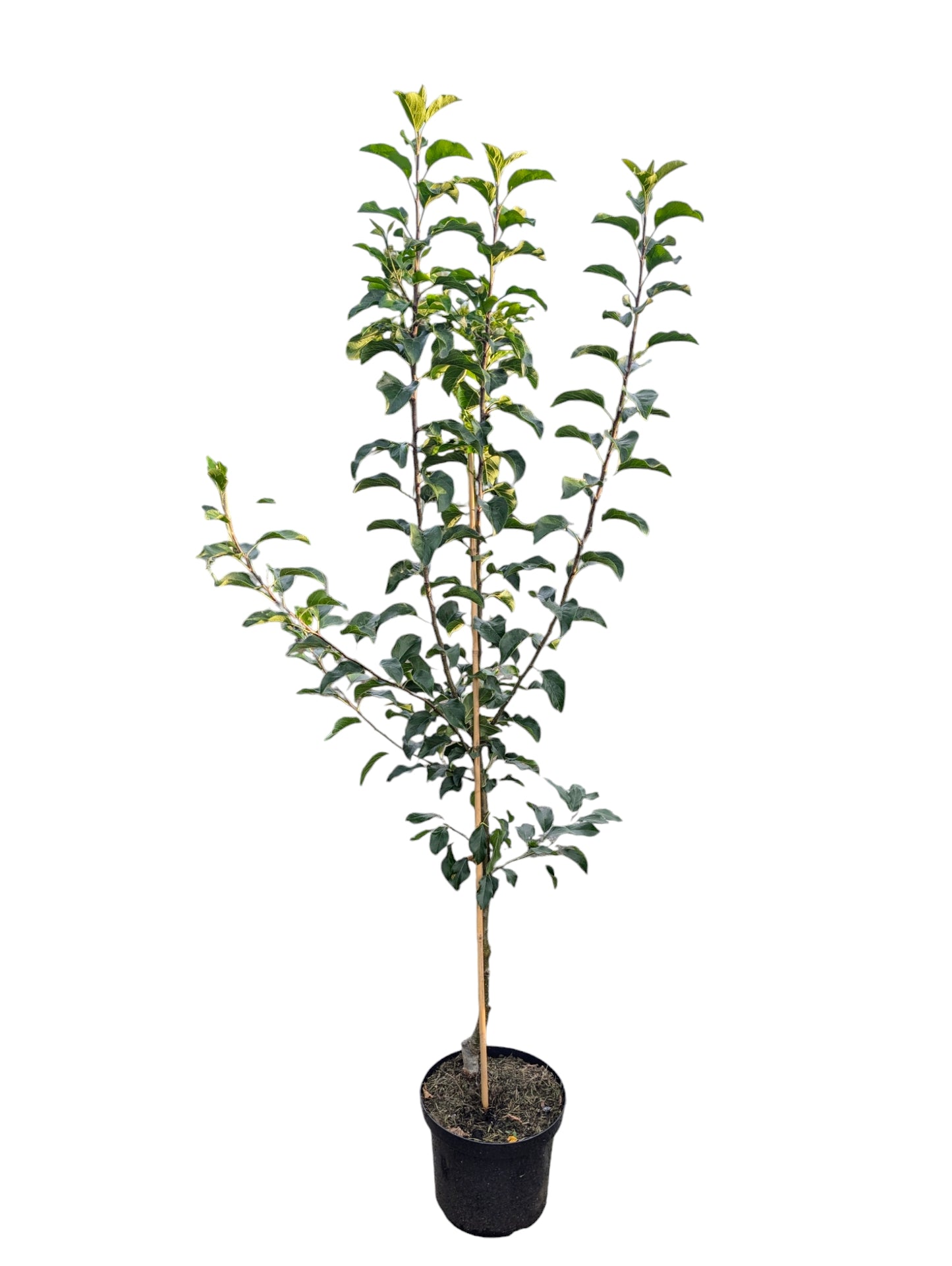 Apfel „Holsteiner Cox“ – alte Sorte – aromatisch & robust – winterhart – Obstbaum Pflanze
