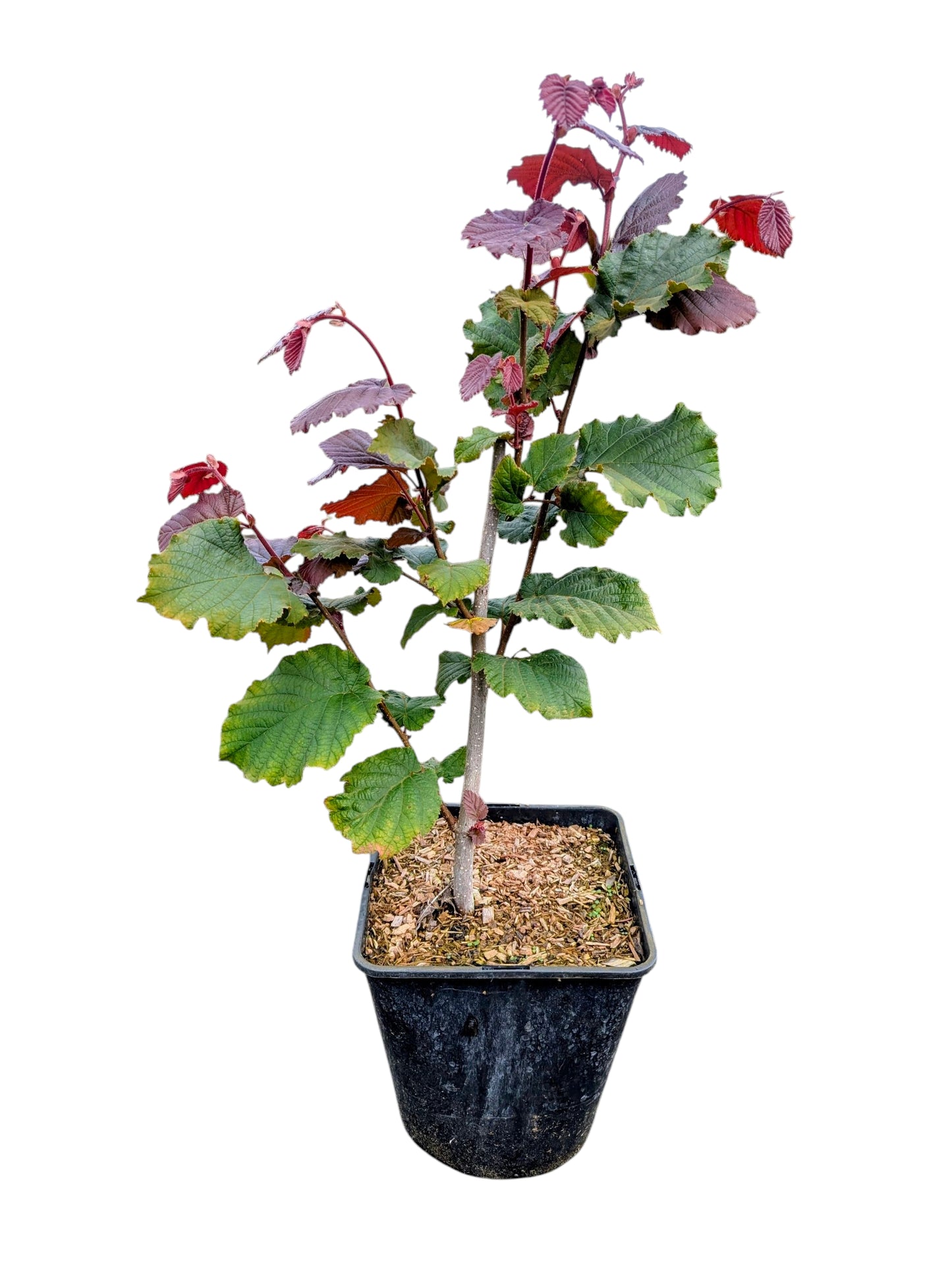 Haselnuss 'Rote Zellernuss'