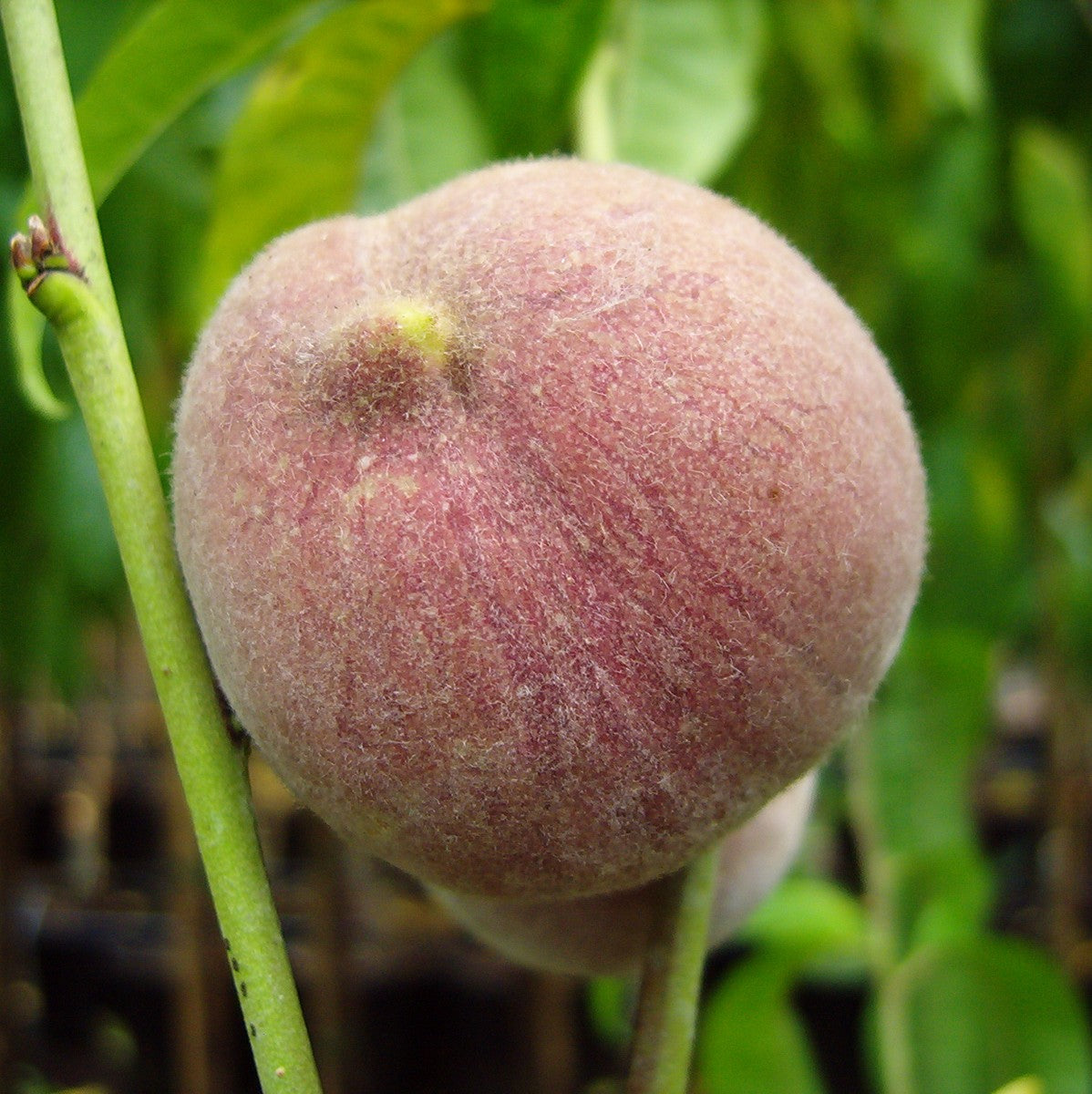 Pfirsich Echter Roter Weinbergpfirsich