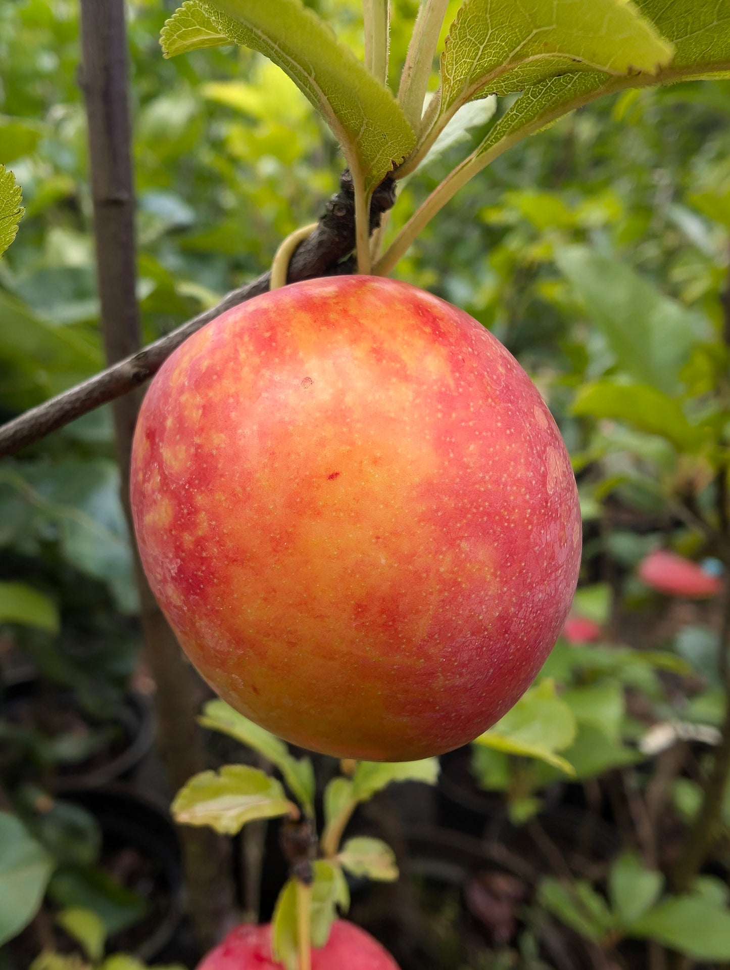 Säulenmirabelle 'Ruby'