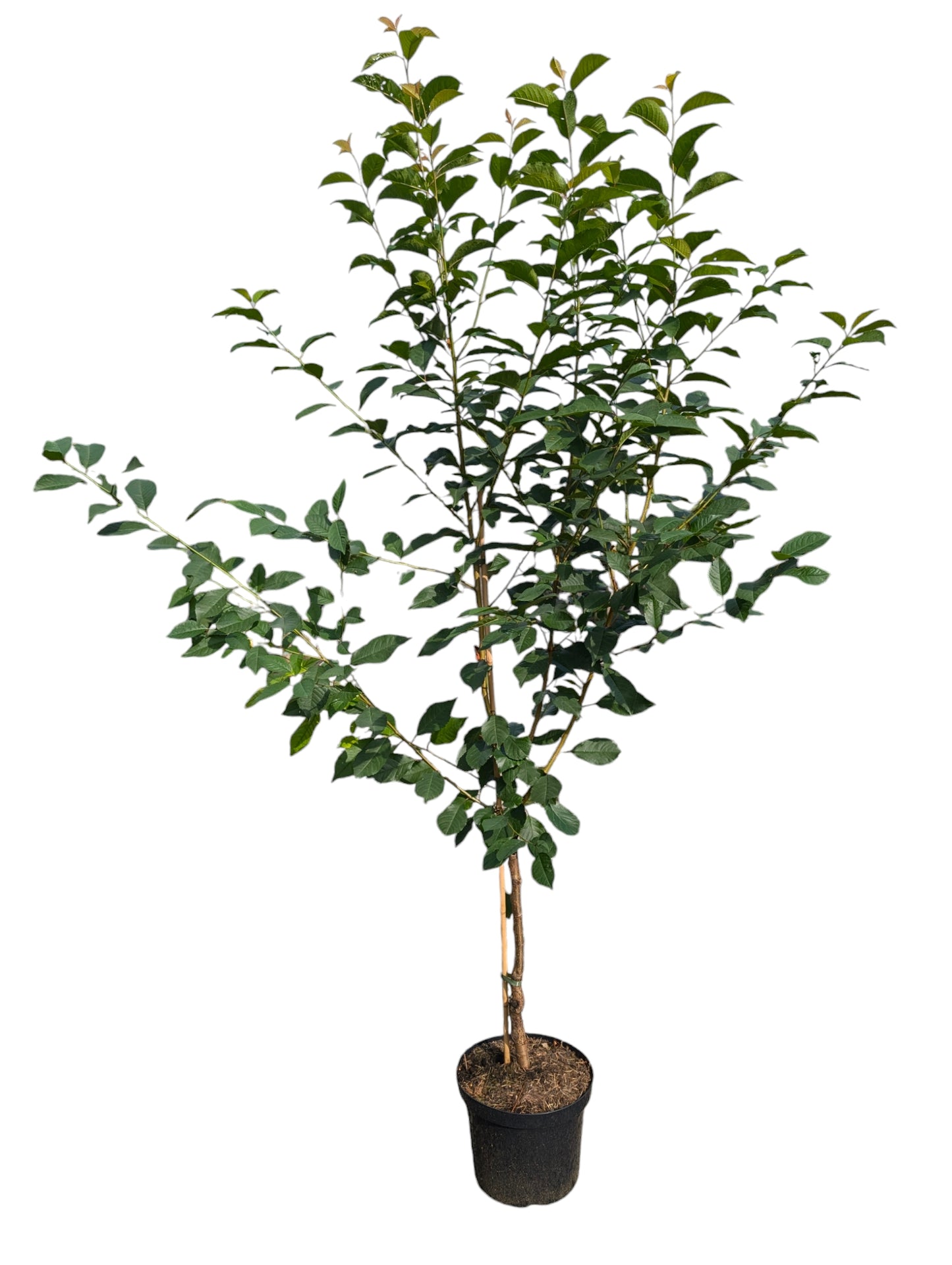 „Sauerkirsche ‘Vowi’ – Früh, Ertragreich & Krankheitsrobust für Garten & Obstwiese“