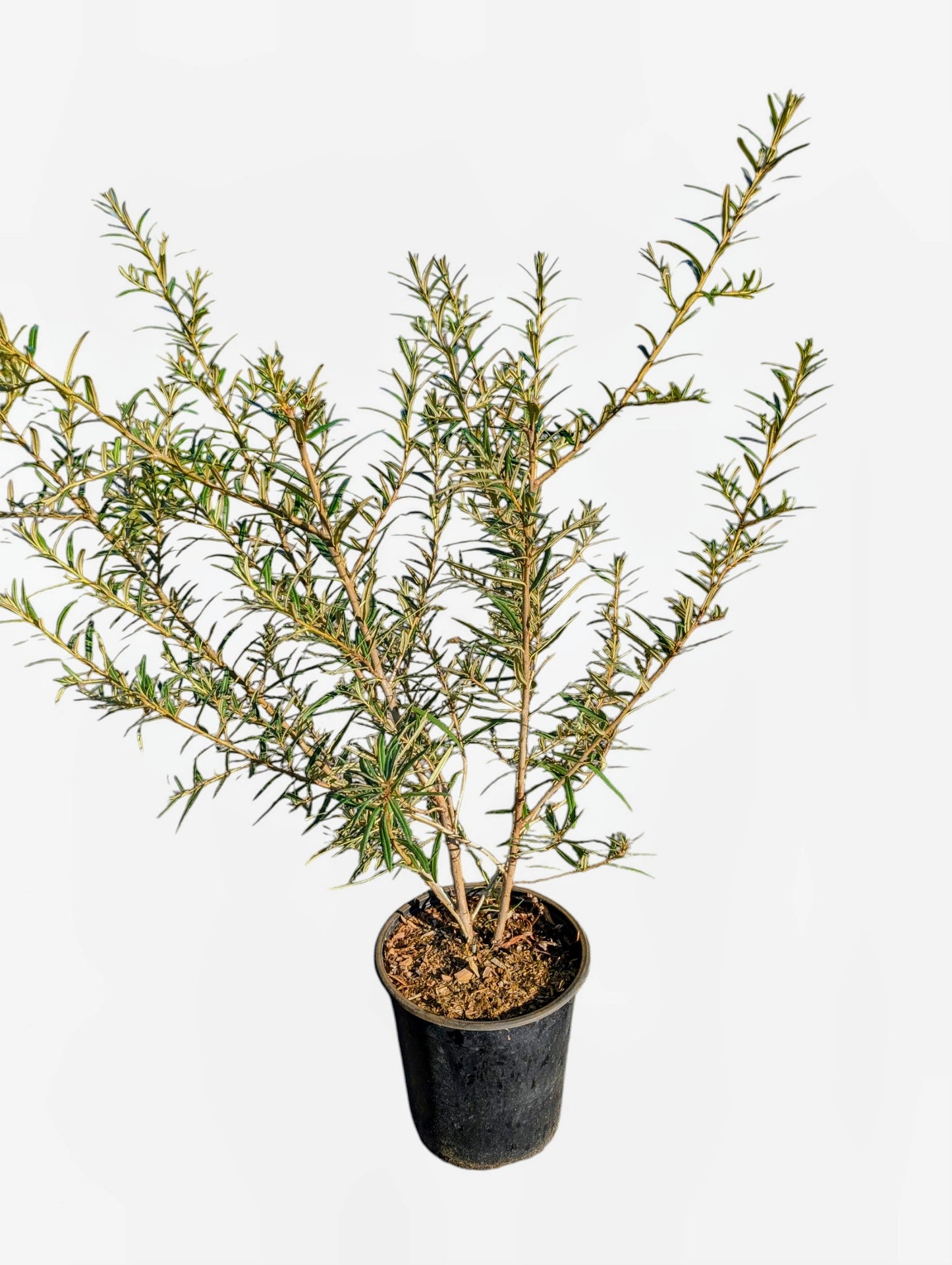 Sanddorn ‘Solo’ – selbstfruchtend, aromatische Beeren, robust & ertragreich