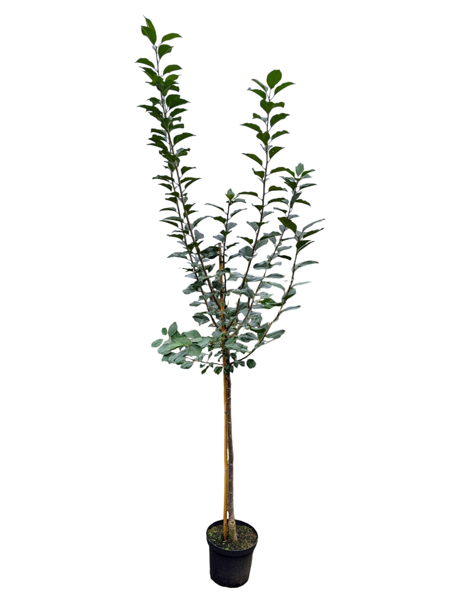 Sauerkirsche "Safir" -S-