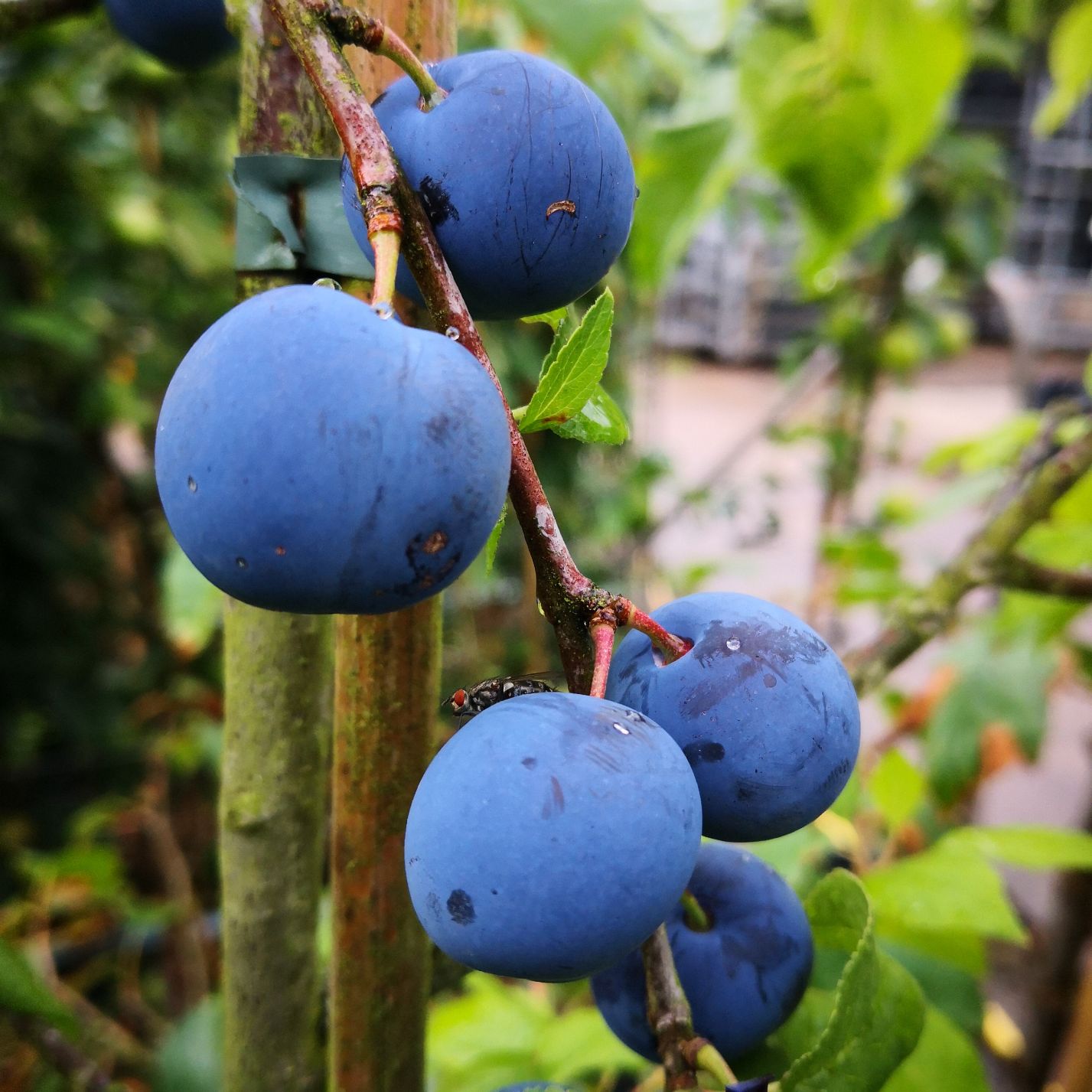 Duo-Baum 'Bunte Kirschpflaume Milanka' / Schlehe 'Reto'