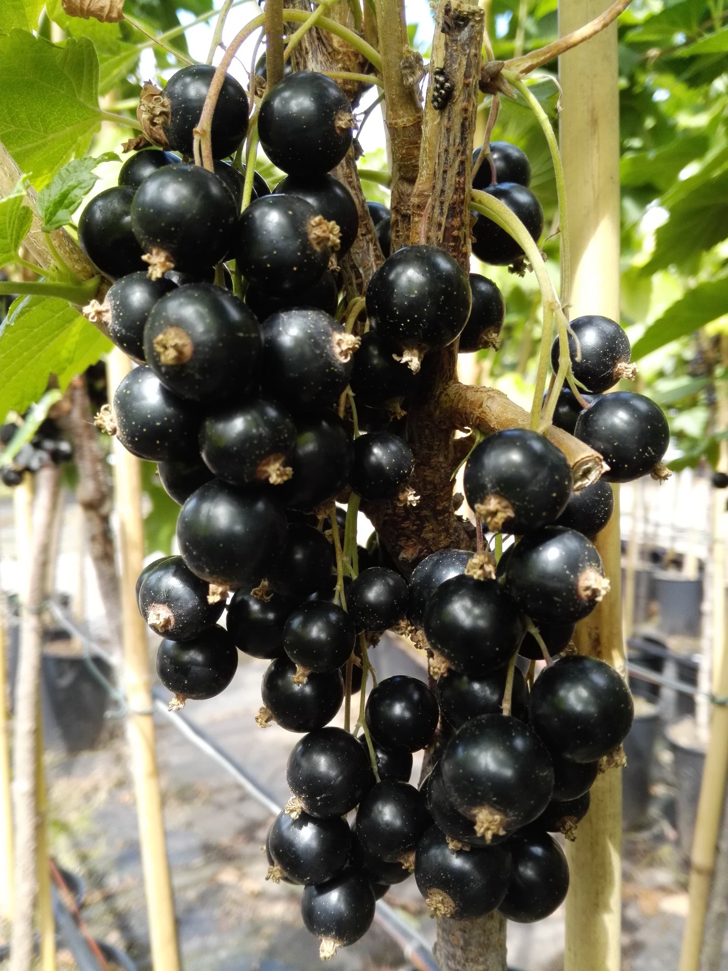 Schwarze Johannisbeere 'Ben Nevis'