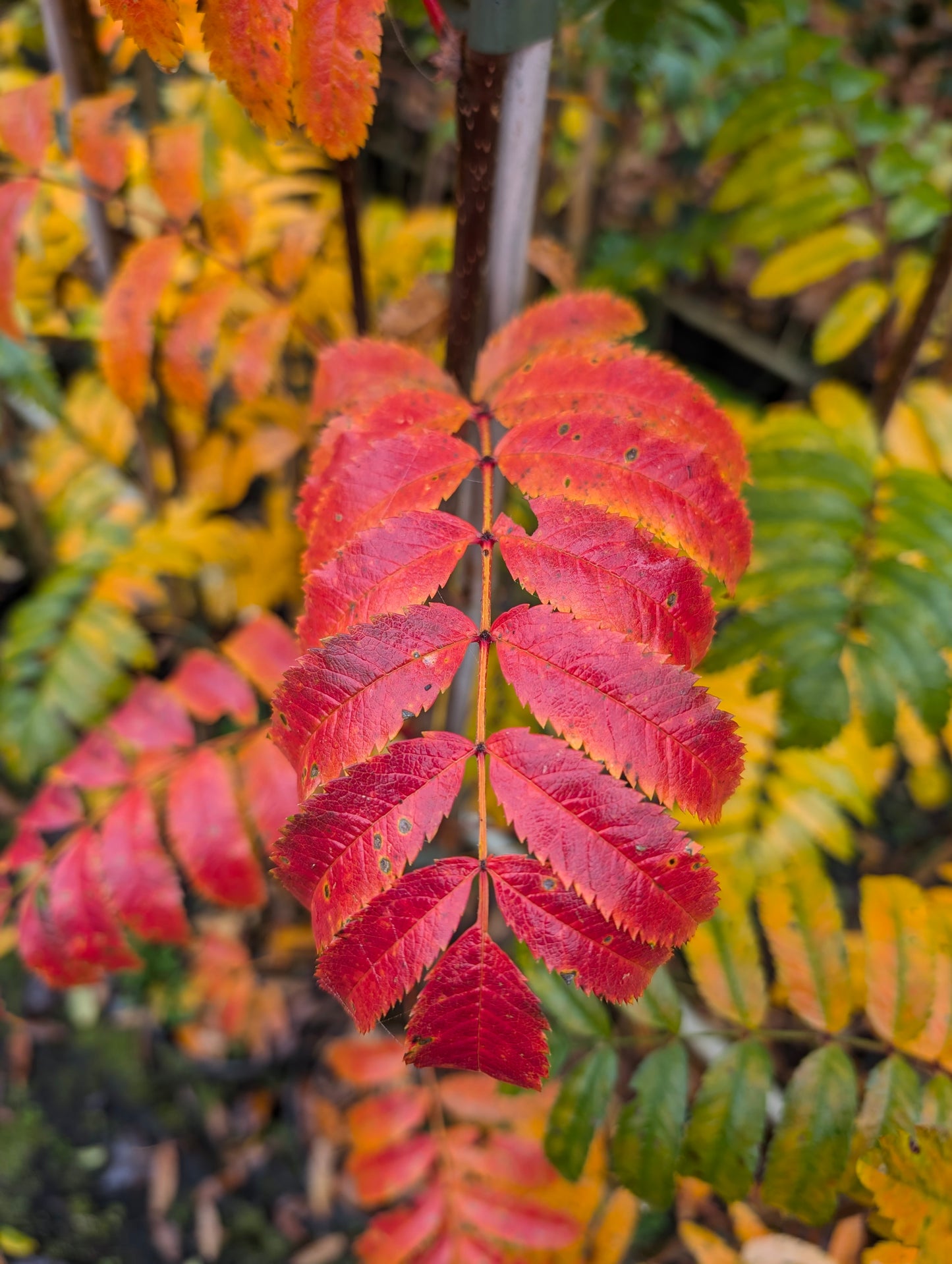 Speierling, Klimabaum, Sorbus domestica