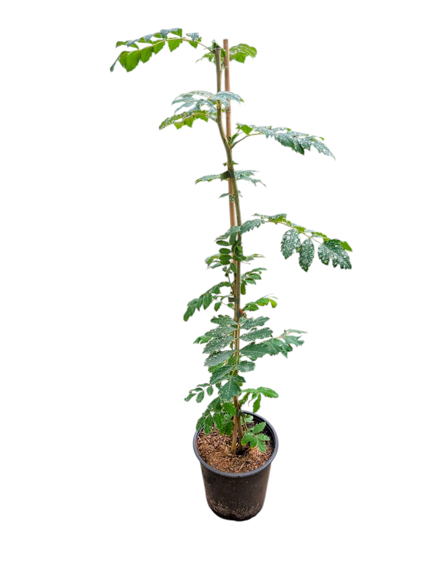 Speierling, Klimabaum, Sorbus domestica