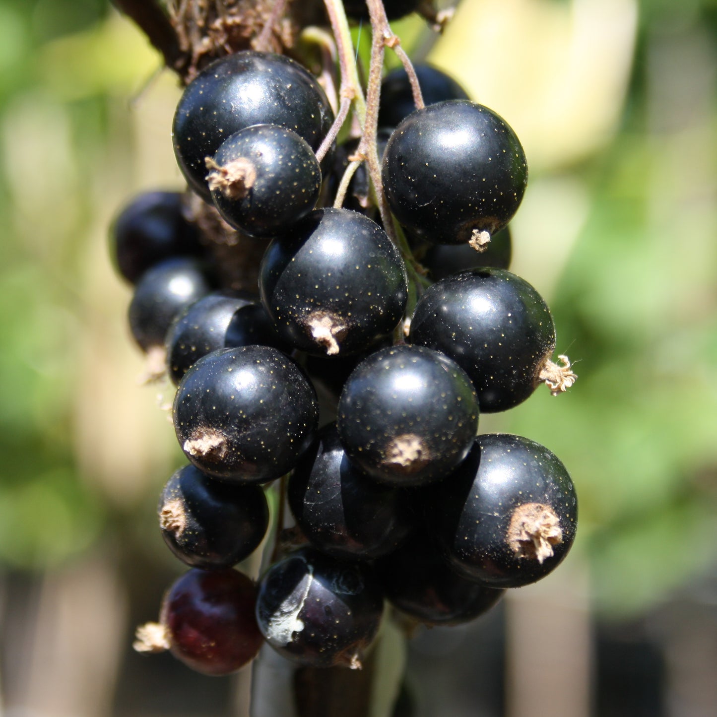 Schwarze Johannisbeere 'Black Marble' NEUHEIT