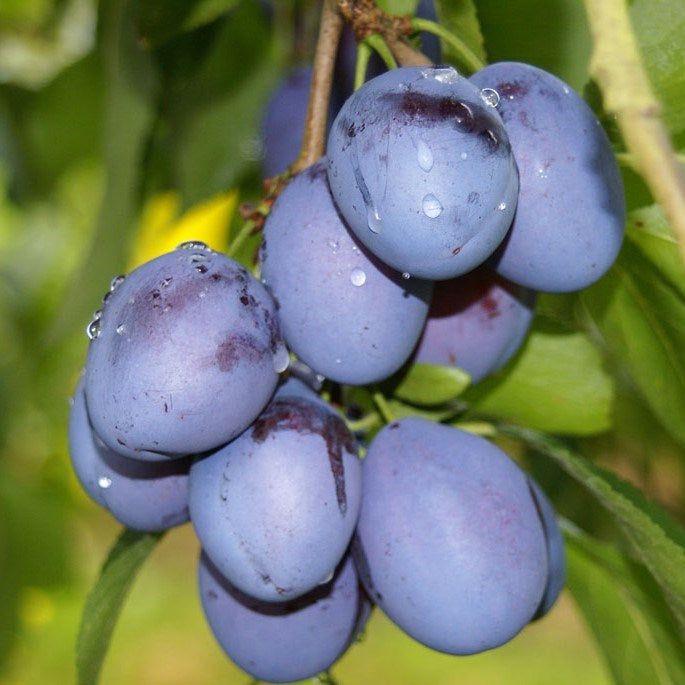 Zwei-Sorten-Pflaumenbaum Gelbe Hauszwetsche mit Cacaks Schöne