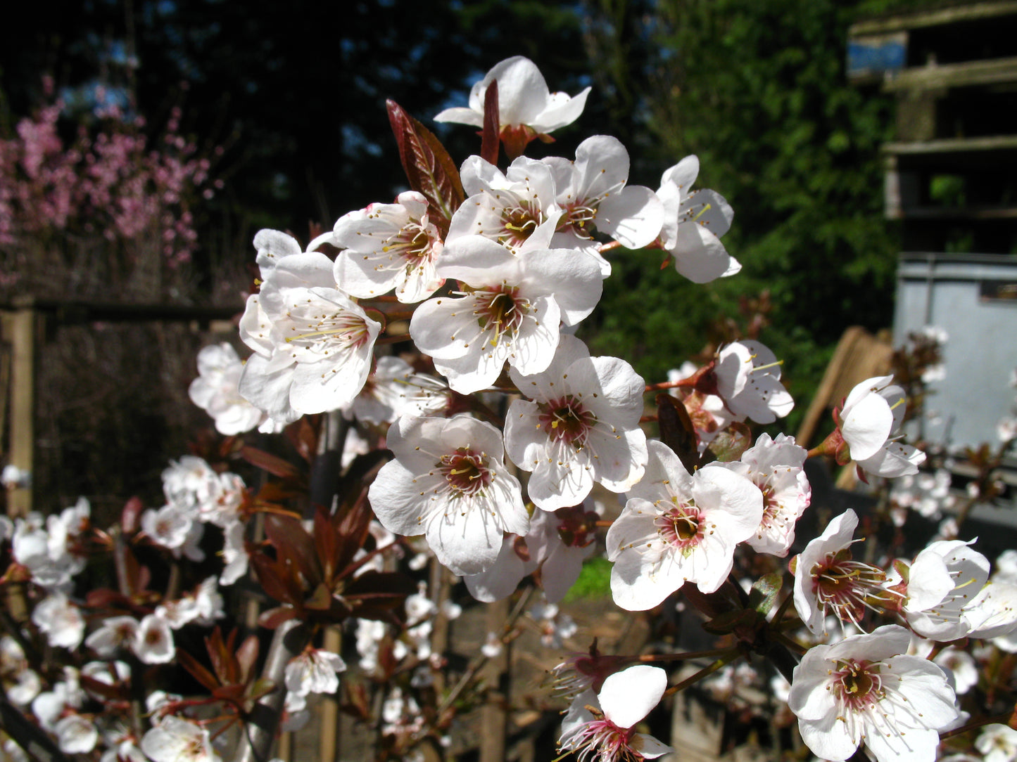 Pflaume "Trailblazer"