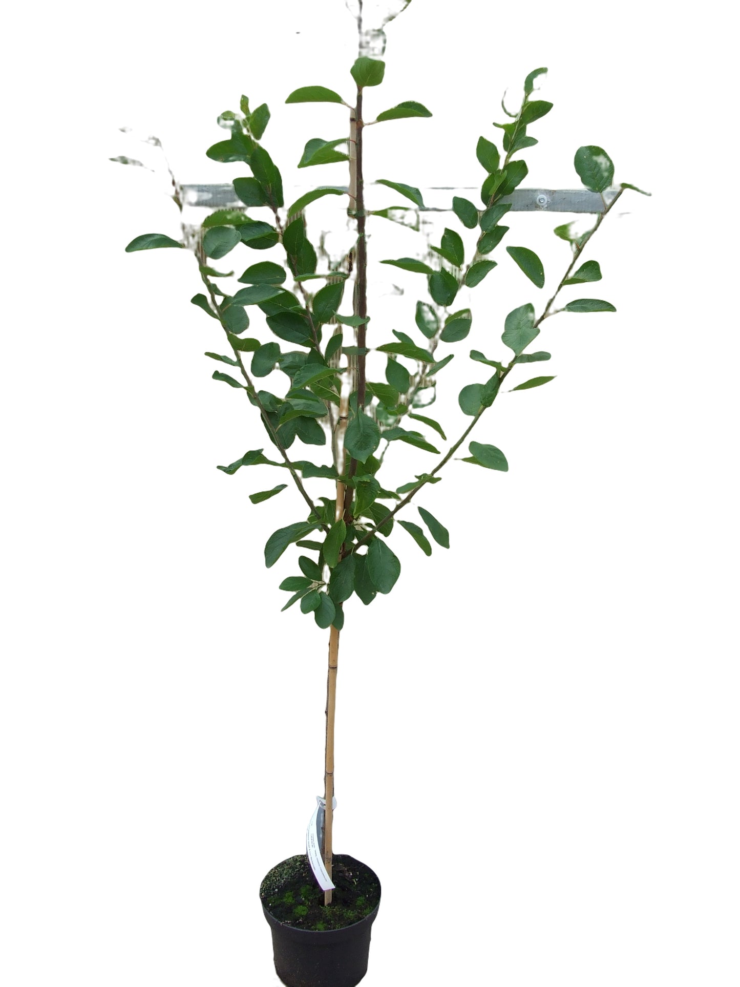 Bühler Frühzwetsche Zwetschgenbaum – frühe Ernte, robust & ertragreich