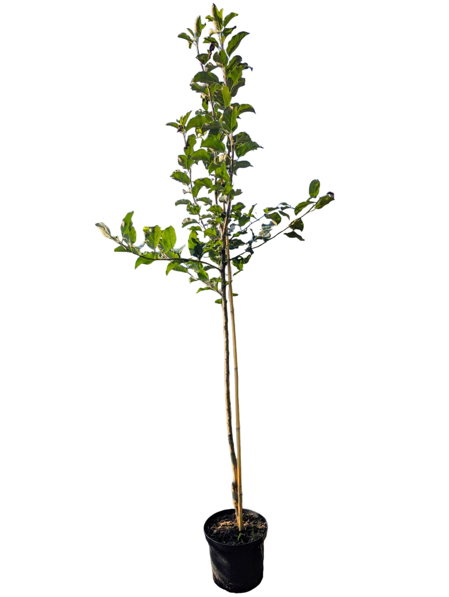 Apfel "Ingrid Marie"