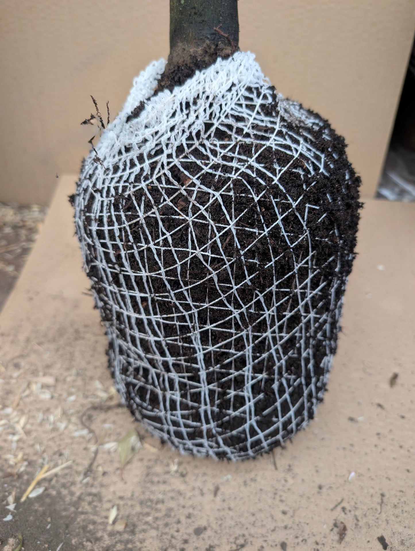 Apfel "Rote Sternrenette"