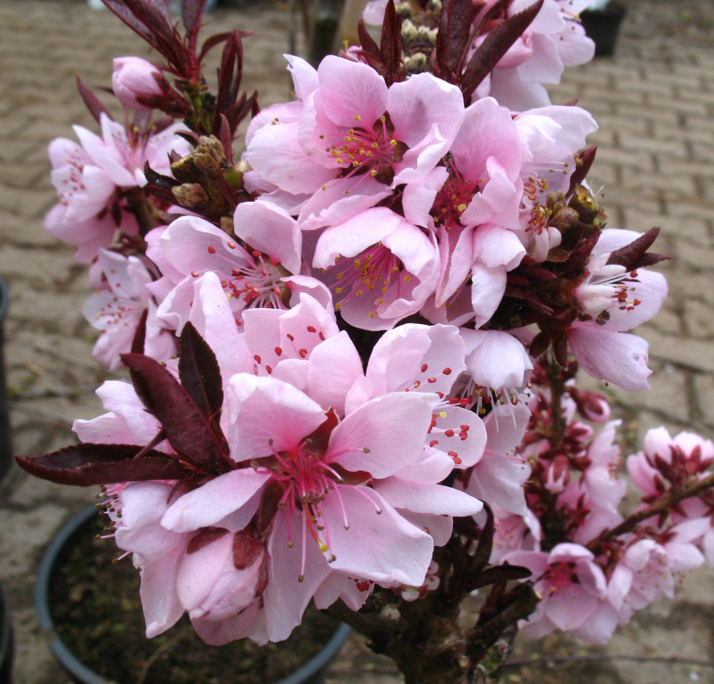 „Zwergpfirsich Crimson Bonfire – kompakter Zwergpfirsich | Roter Blattschmuck | Süße Früchte | Winterhart im Topf & Garten“