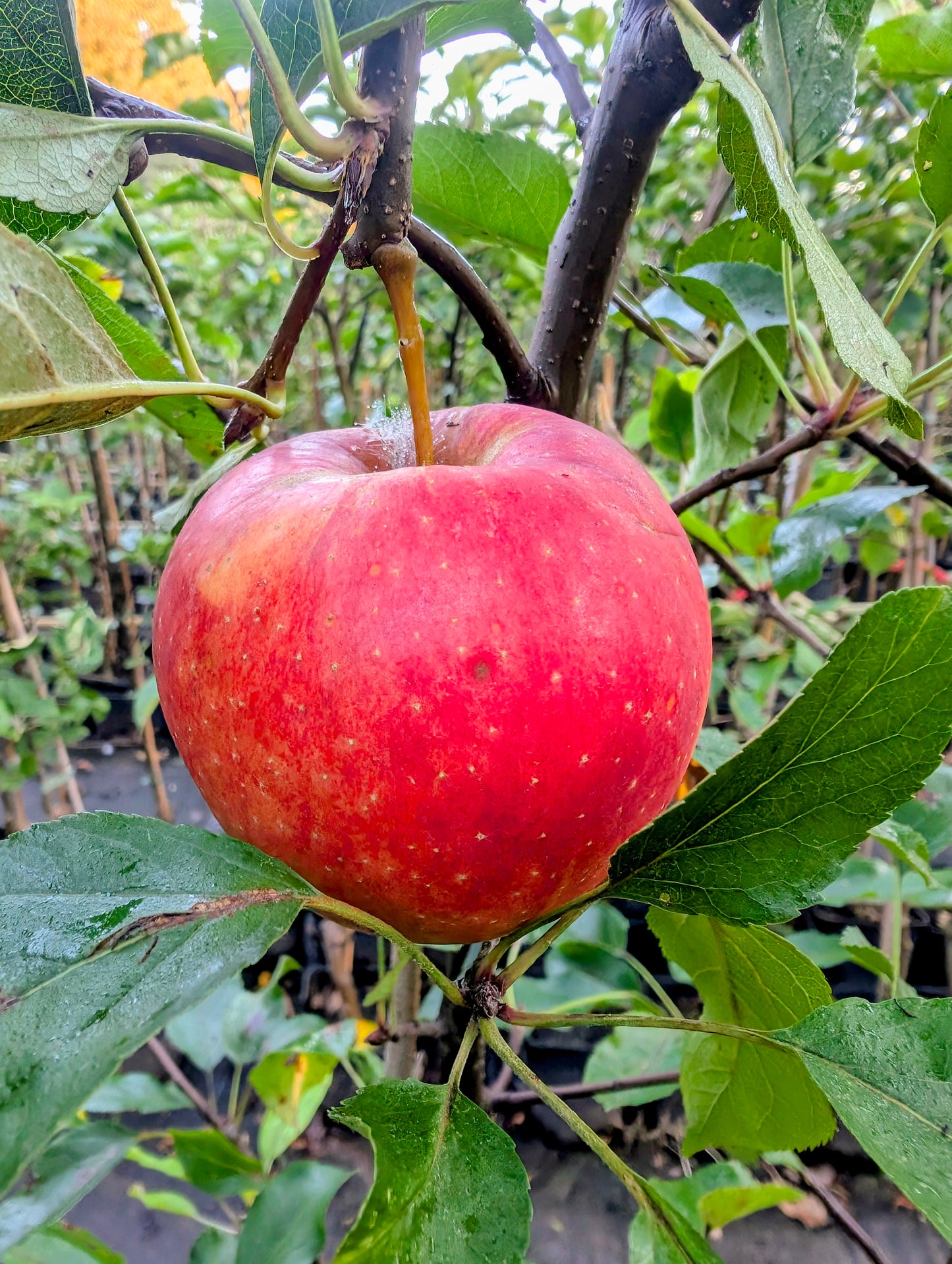 Florina Winterapfel – aromatische Sorte mit hoher Resistenz & idealer Lagerfähigkeit