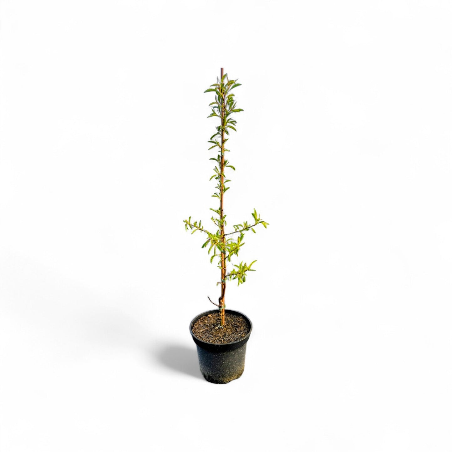 Davidsmandel Prunus davidiana Mandelbaum robust winterhart