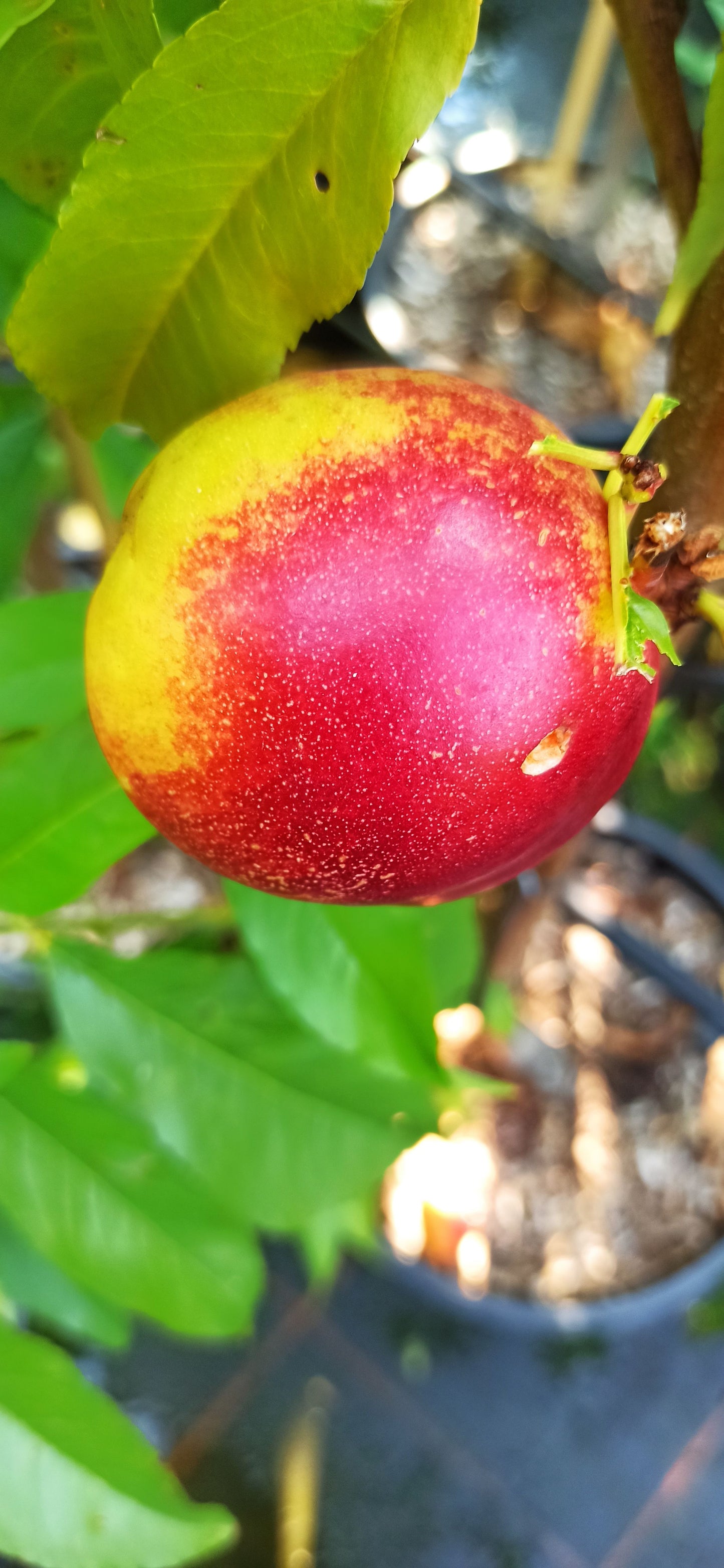 Zwergnektarine Redgold