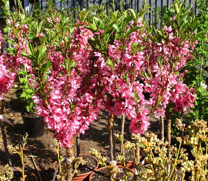 Zwergnektarine Redgold