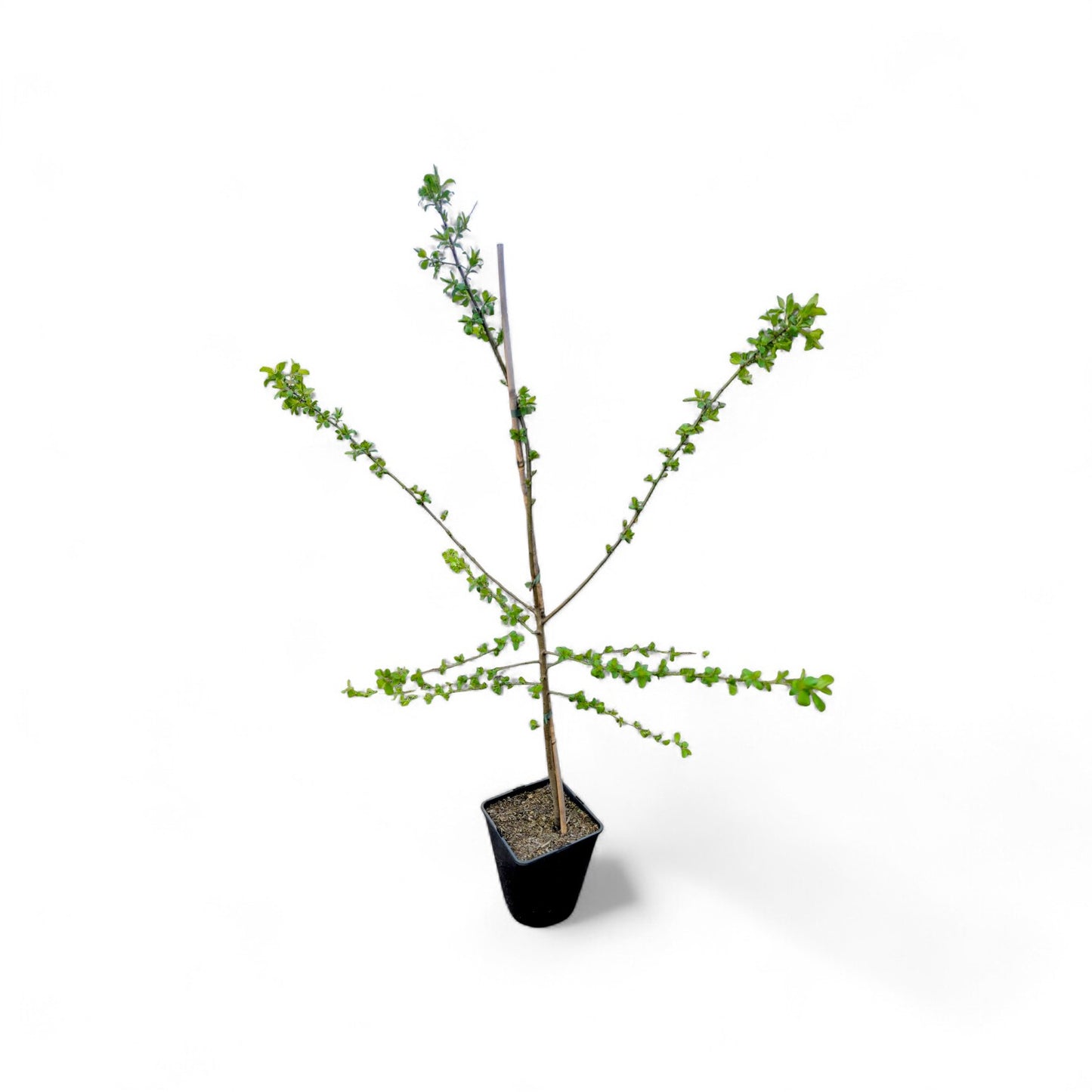 Kirschpflaume Prunus cerasus Wildobst Bienenweide