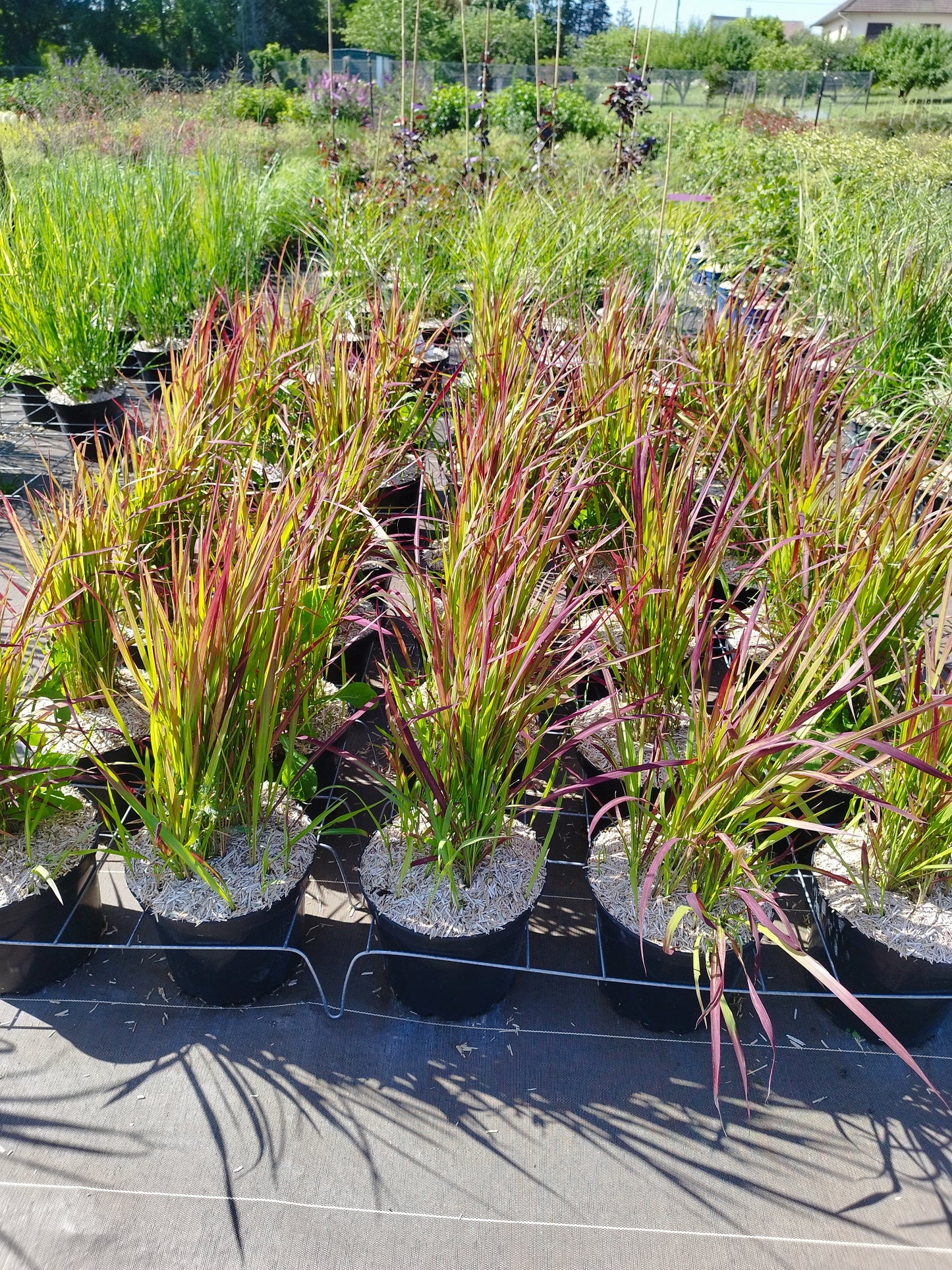 Flammengras Imperata cylindrica 'Red Baron' 3 Pflanzen