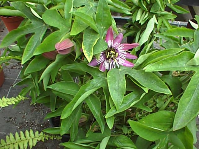 Passionsblume 'Edulis' essbare Früchte