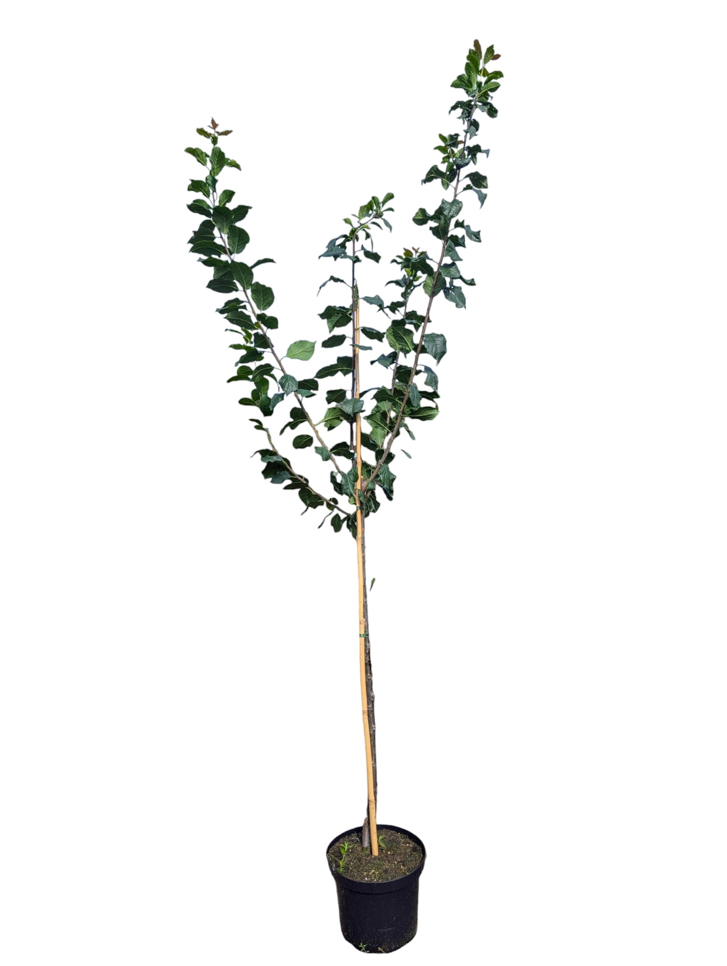 Gelbe Pflaume ‘Ontario’ – Späte, Großfruchtige Traditionssorte & Ertragreich“