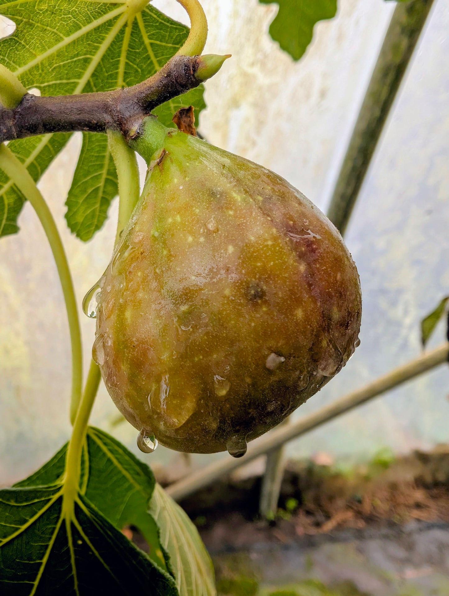 Fruchtfeige Brown Turkey