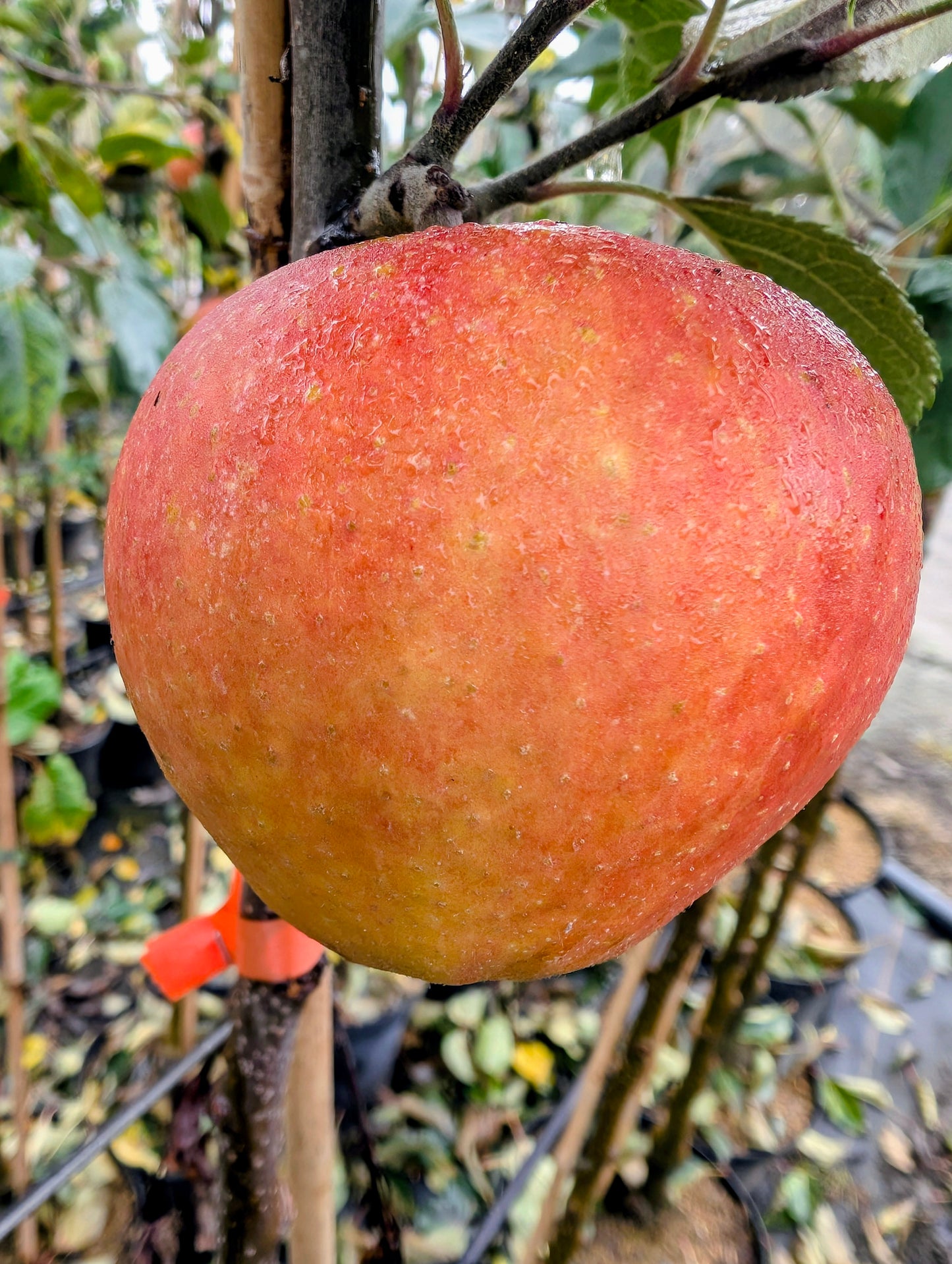 Apfelbaum Rubinette – hocharomatische, süß-säuerliche Apfelsorte | Obstbaum Pflanze