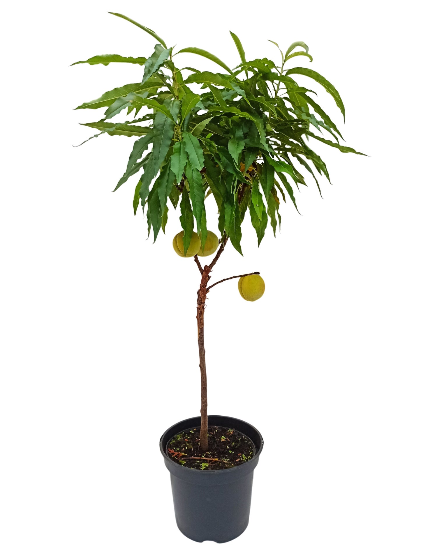 Zwergpfirsich Bonanza – kompakter Pfirsichbaum für Balkon & Terrasse“