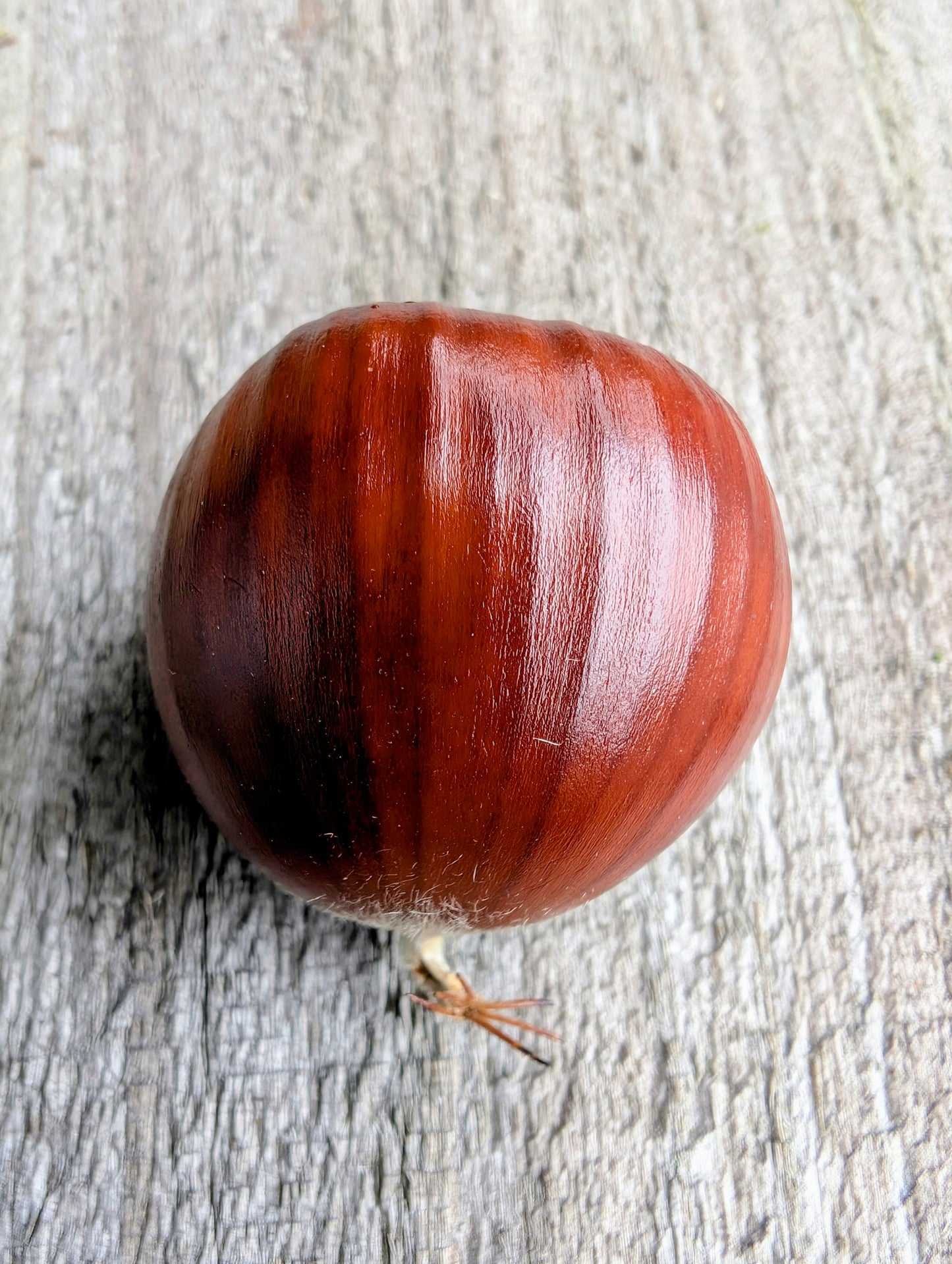 Essbare Kastanie, Marone "Maraval" selbstfruchtend