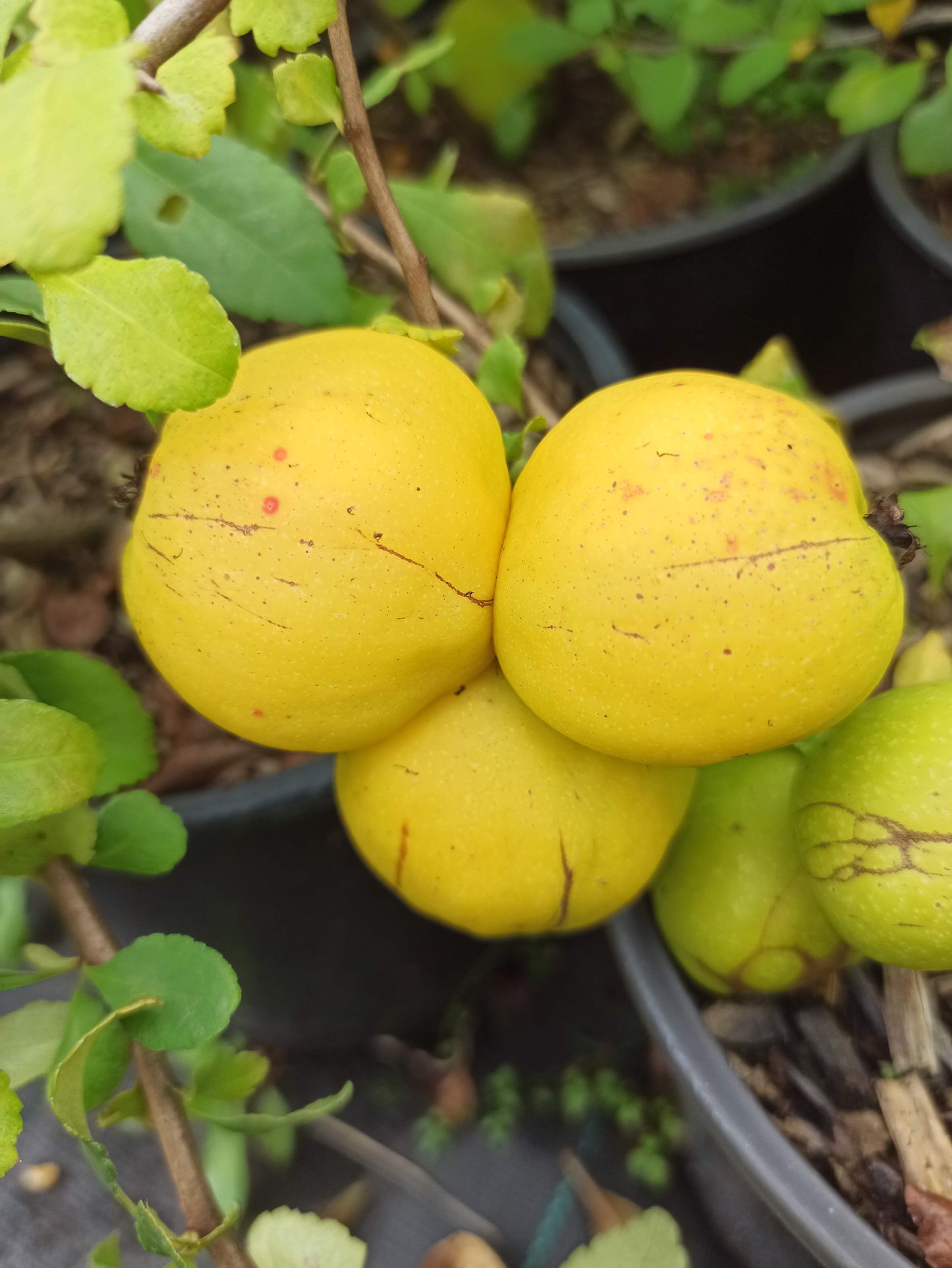 Chaenomeles "Cido"