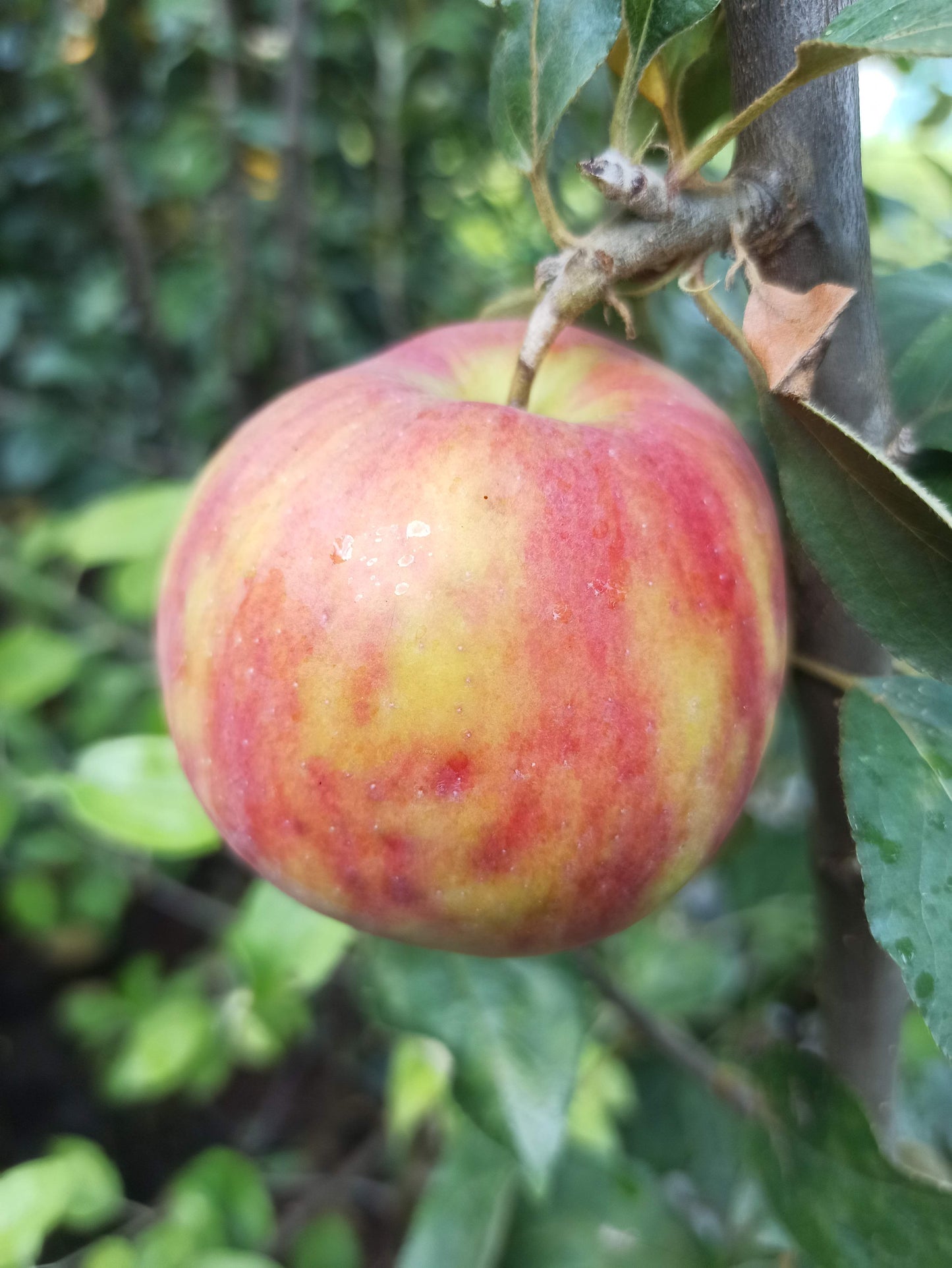 Apfel "Gravensteiner"