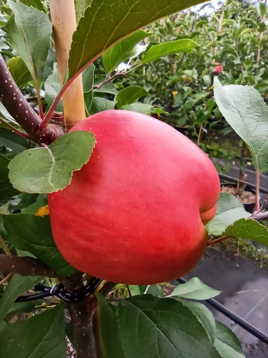 Apfel "Rebella"  -R-
