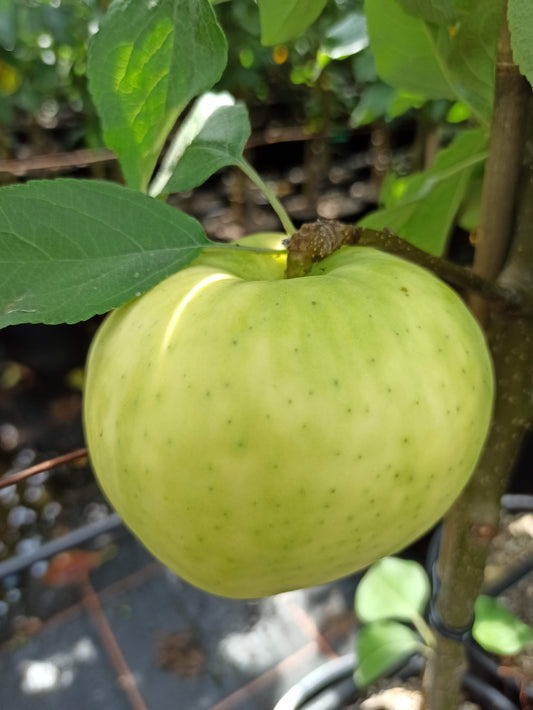 Apfel "Weißer Klarapfel"