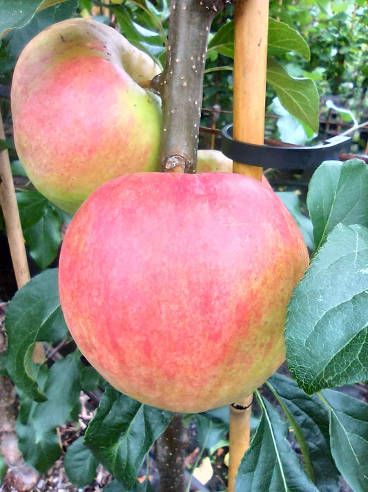 Apfel "Rewena"  -R-