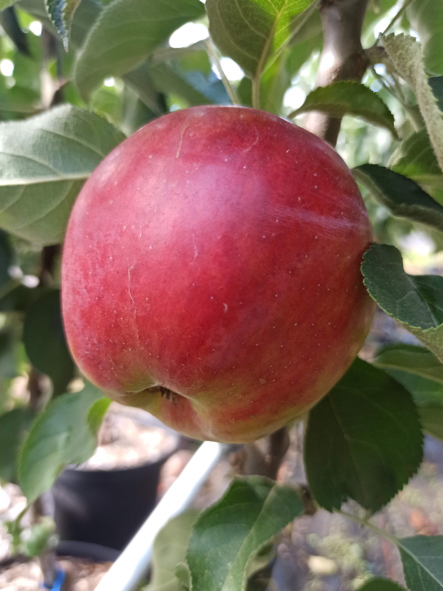 Säulenapfel 'Suncats'