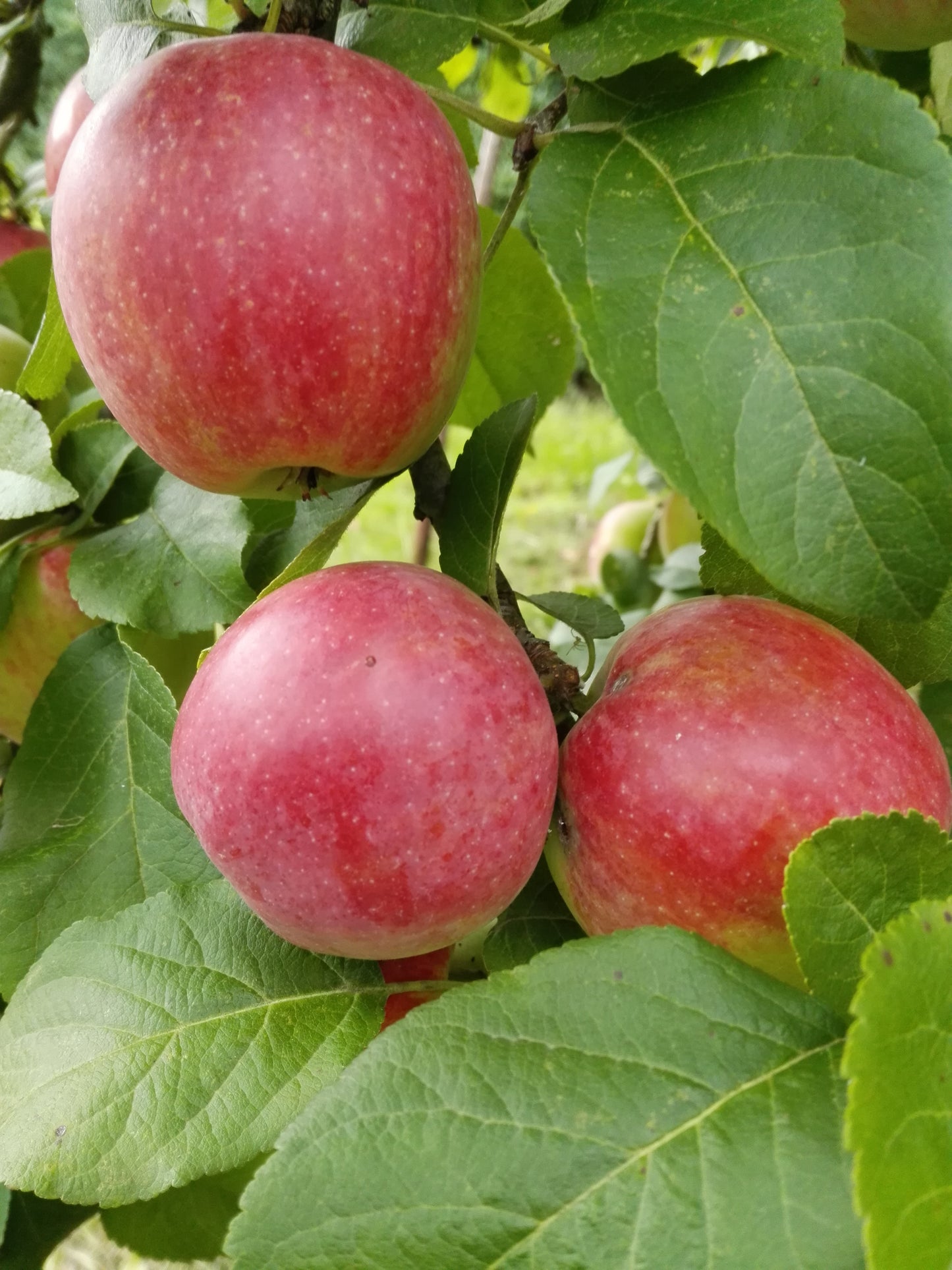 Apfel "Jamba 69"