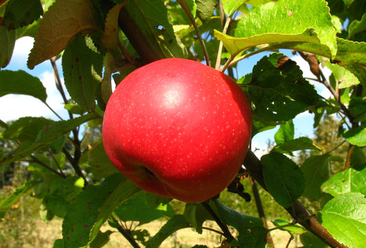 Apfel Danziger Kantapfel