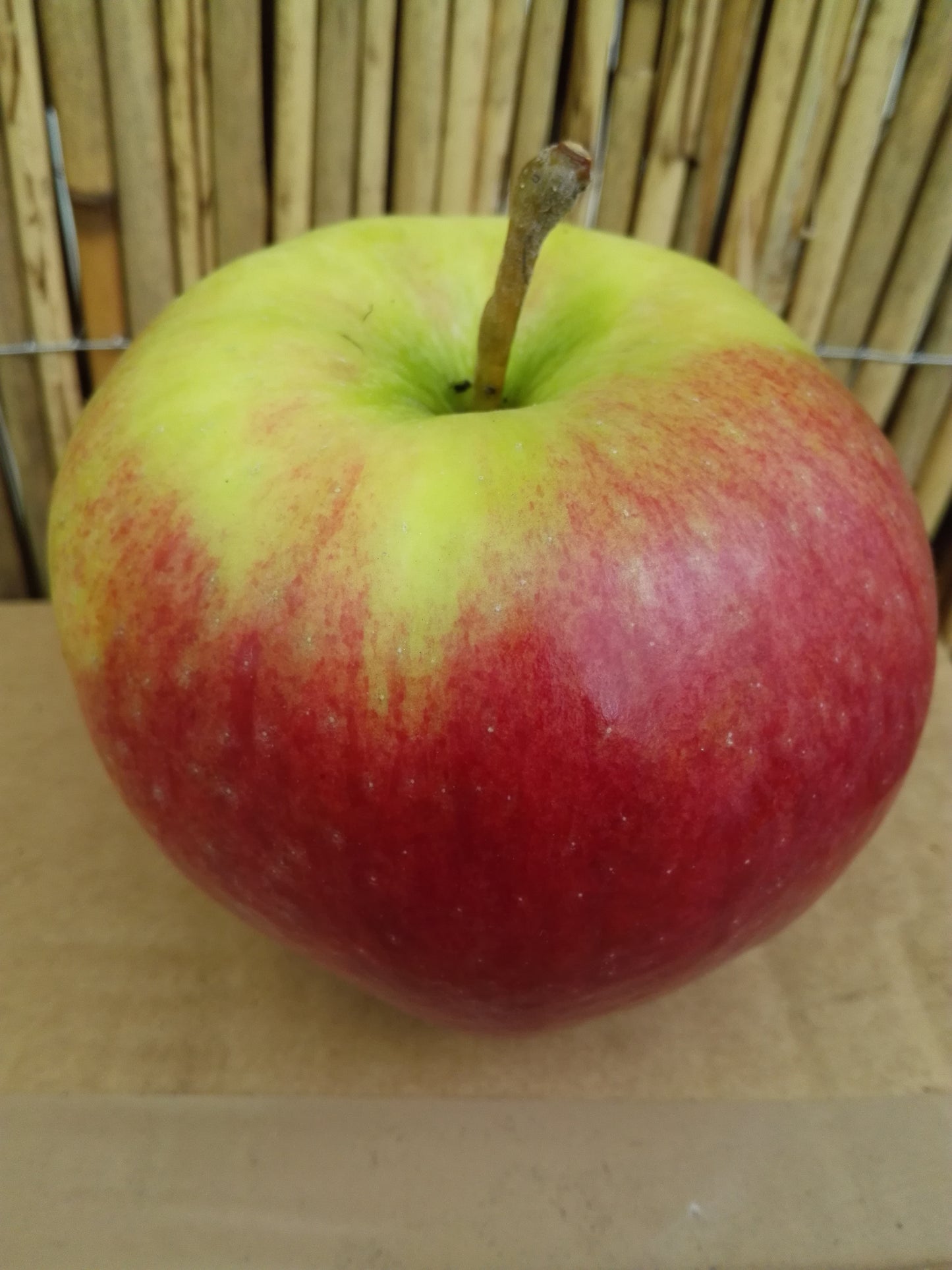 Apfel "Ligol"