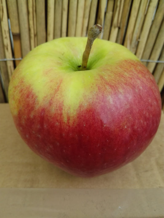 Apfel "Ligol"