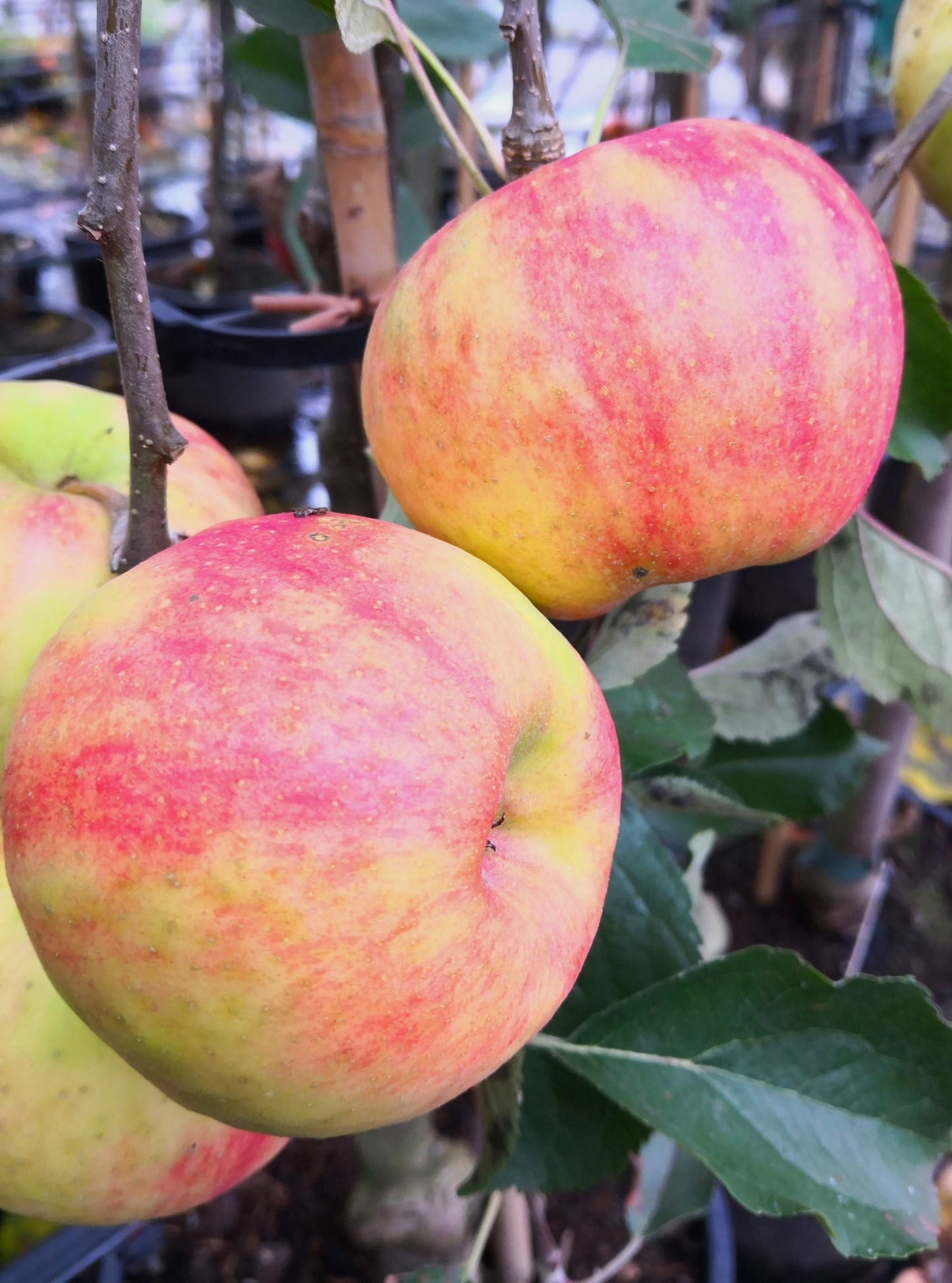 Apfel "Karneval" -S-